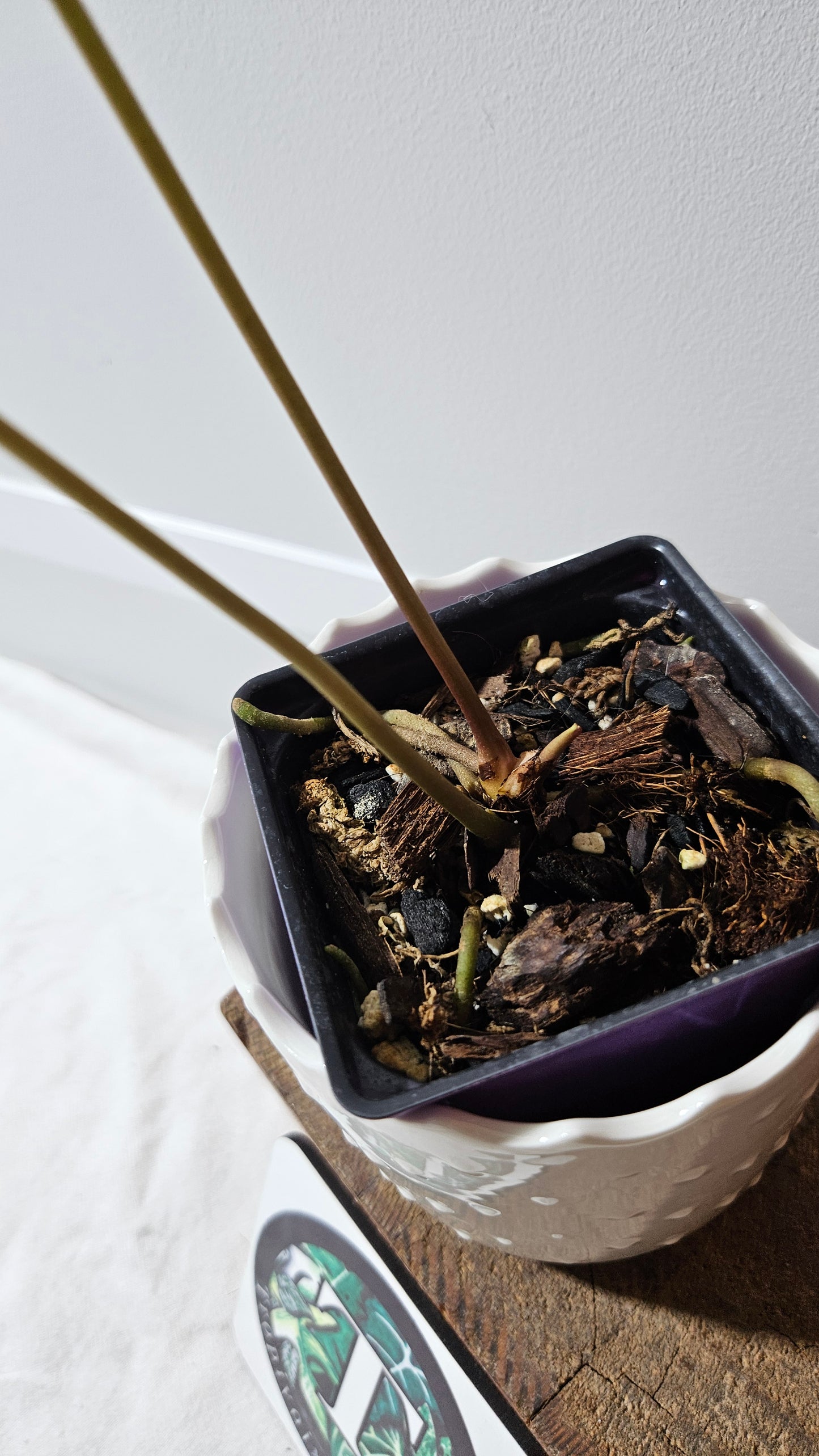 Anthurium Magnificum X AOS Ecuador "MEDIUM format" (ANT-222)