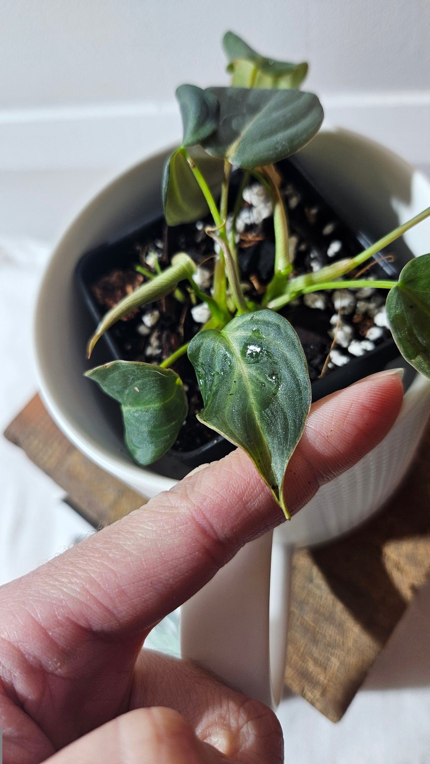 Philodendron Glorious (PHI-954)