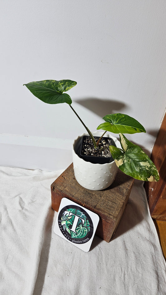 Syngonium Aurea (SYN-310)