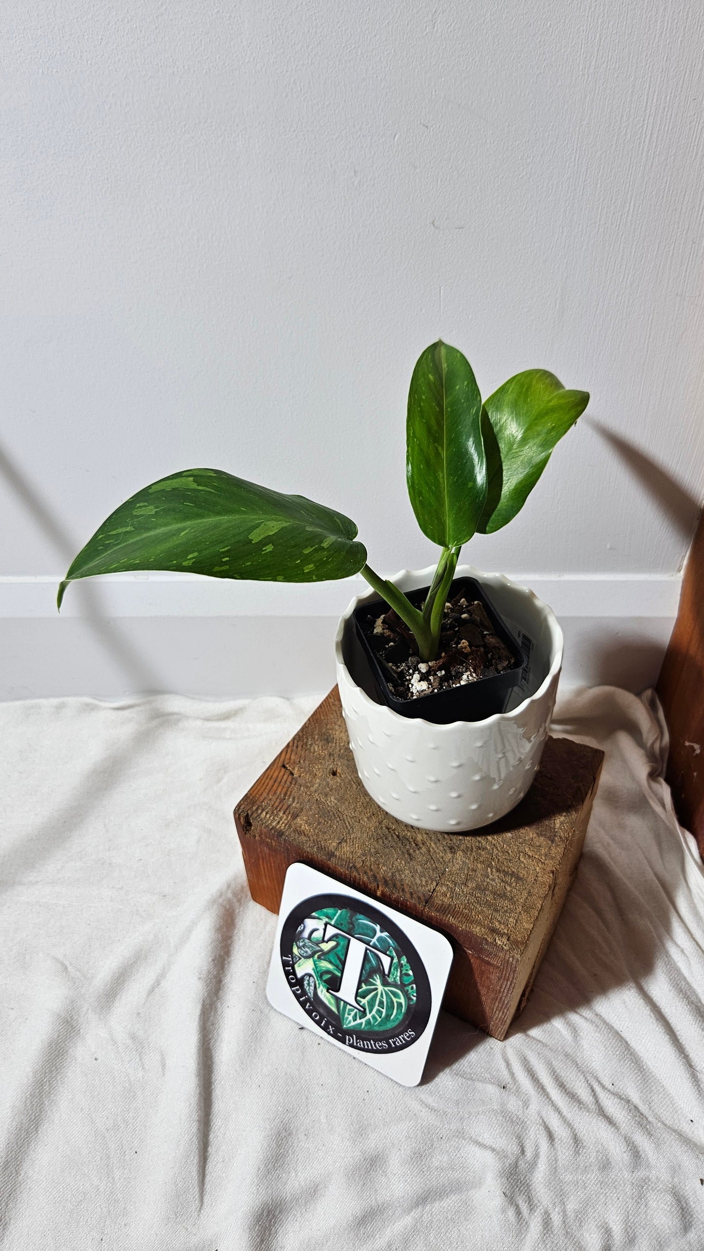 Philodendron Jose Buono (PHI-574)