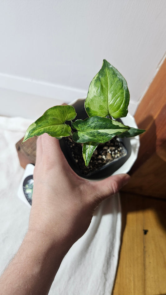 Syngonium Three kings (SYN-029)