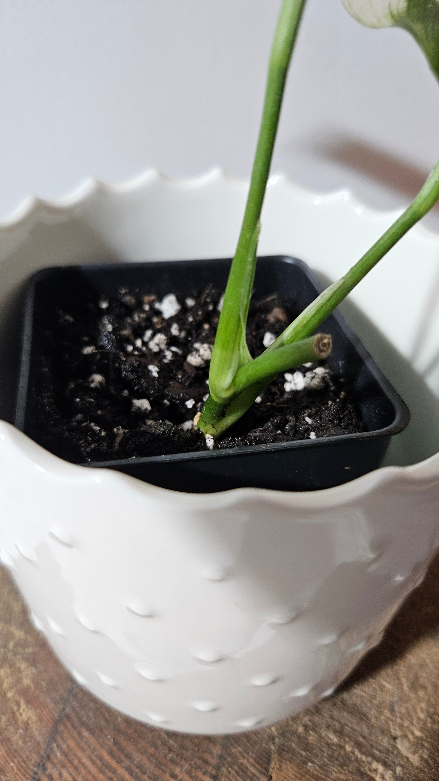 Scindapsus White Monster (SCI-995)