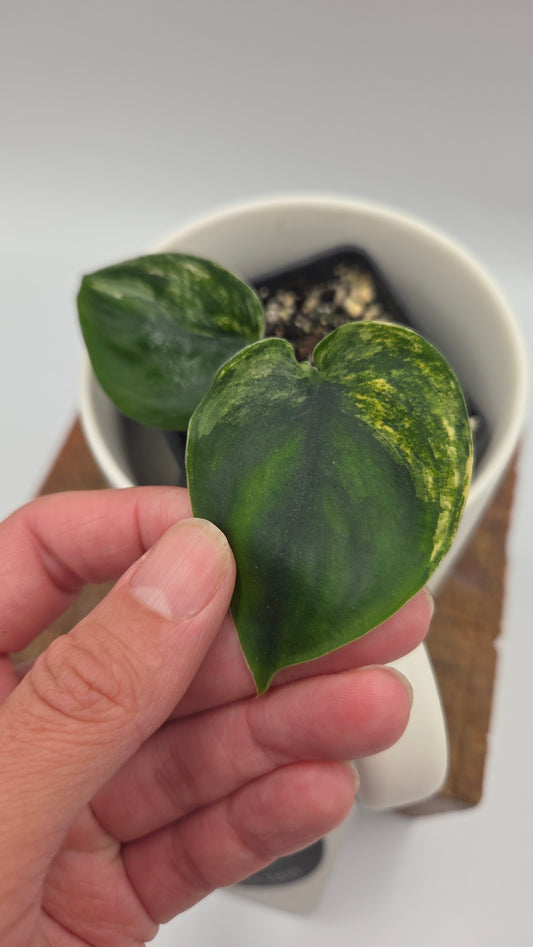 Scindapsus Jade Satin Albo (SCI-712)