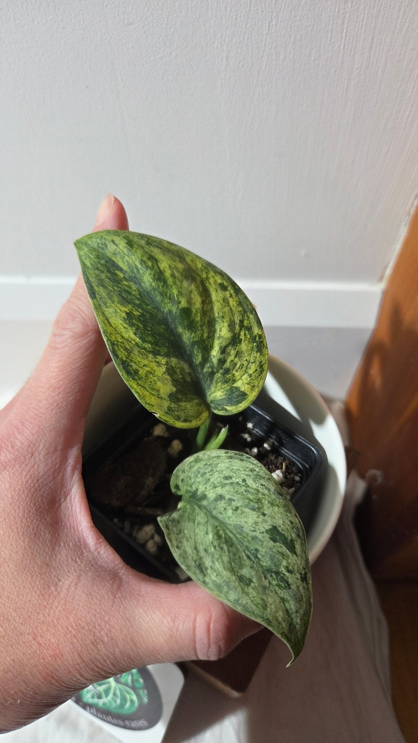 Scindapsus Silver Satin albo (SCI-1375)