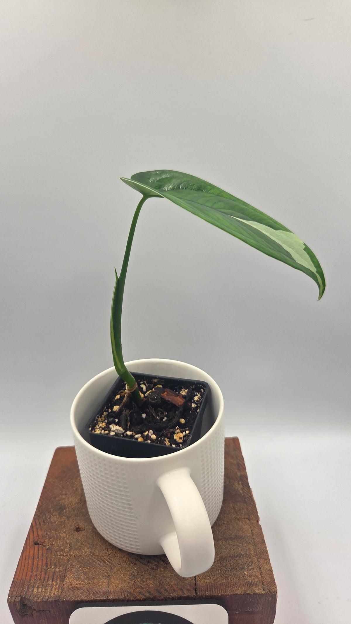 Syngonium Chiapense Albo (SYN-528)