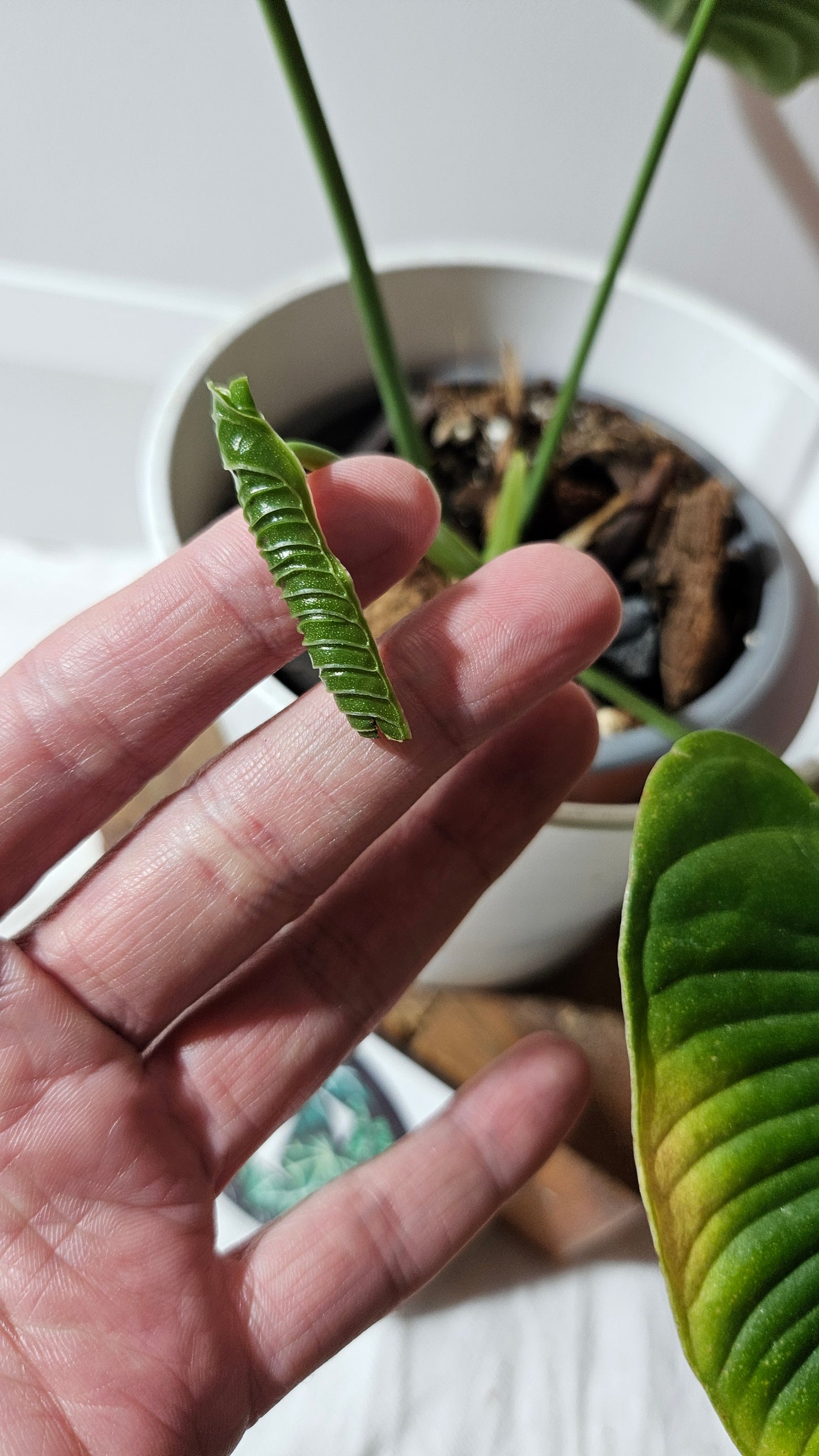 Anthurium Veitchii Super Narrow "format MOYEN" (ANT-608)