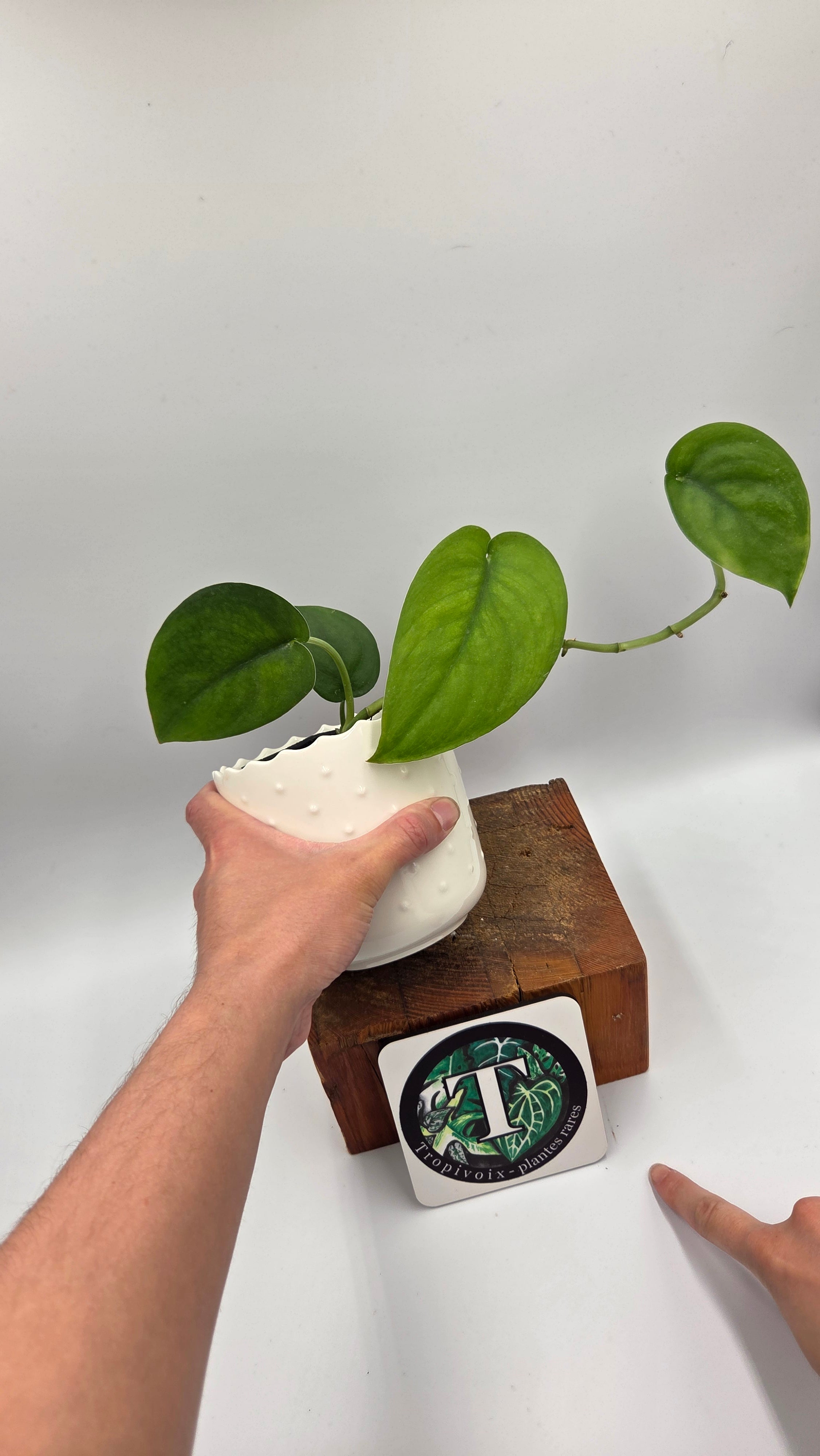 Scindapsus – Tropivoix - Plantes rares