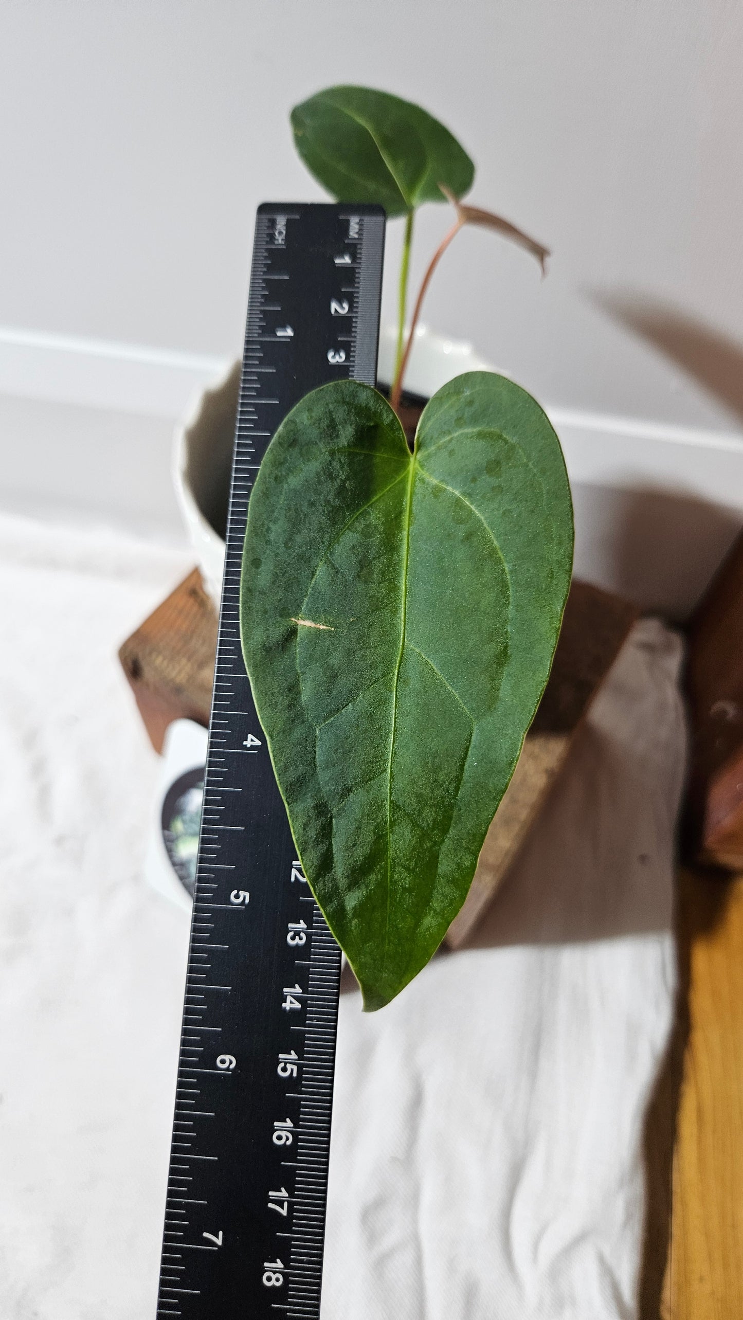 Anthurium Magnificum X Napo "format PETIT" (ANT-560)