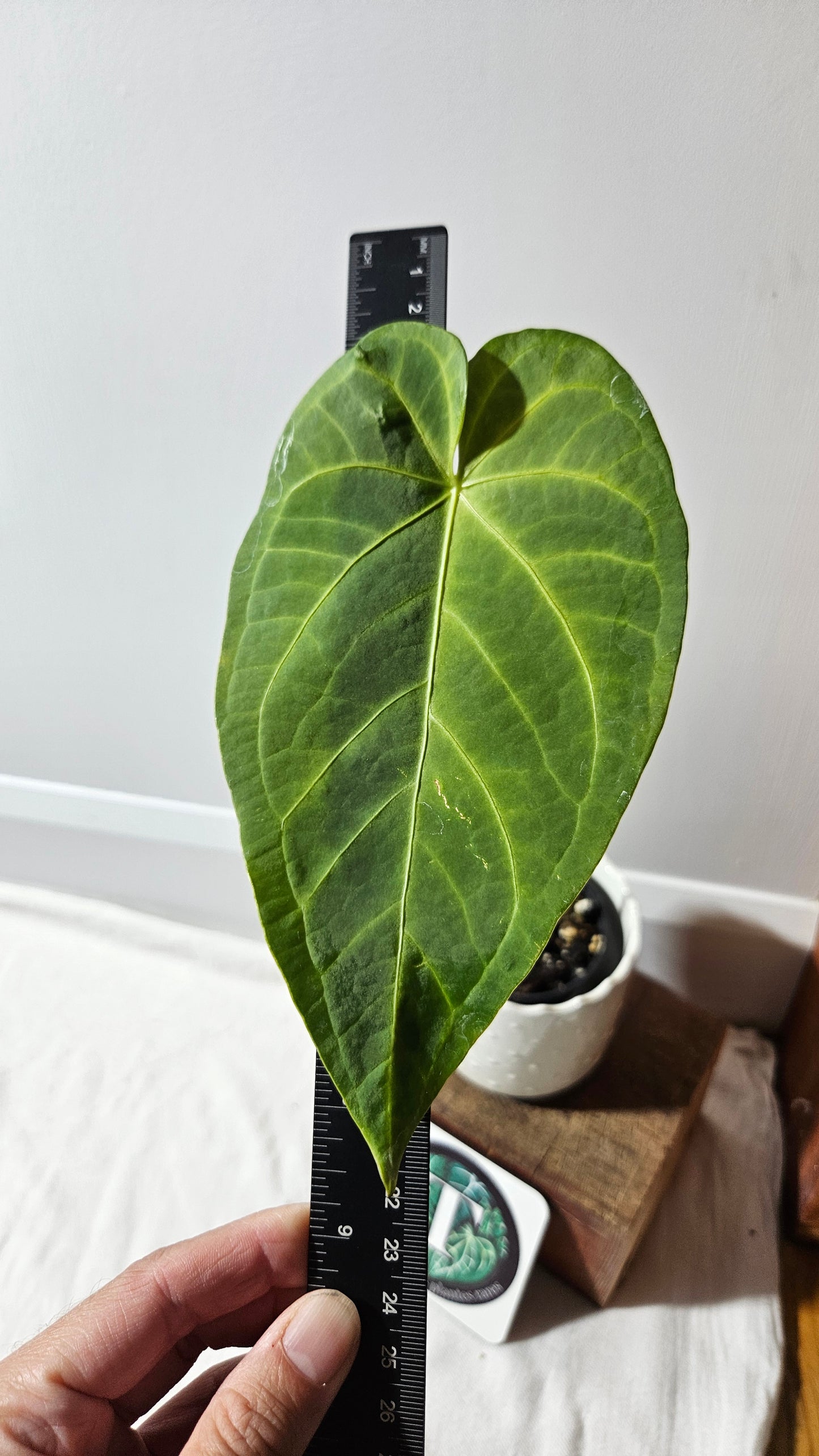 Anthurium Magnificum X Napo "format MOYEN/LARGE"(ANT-258)