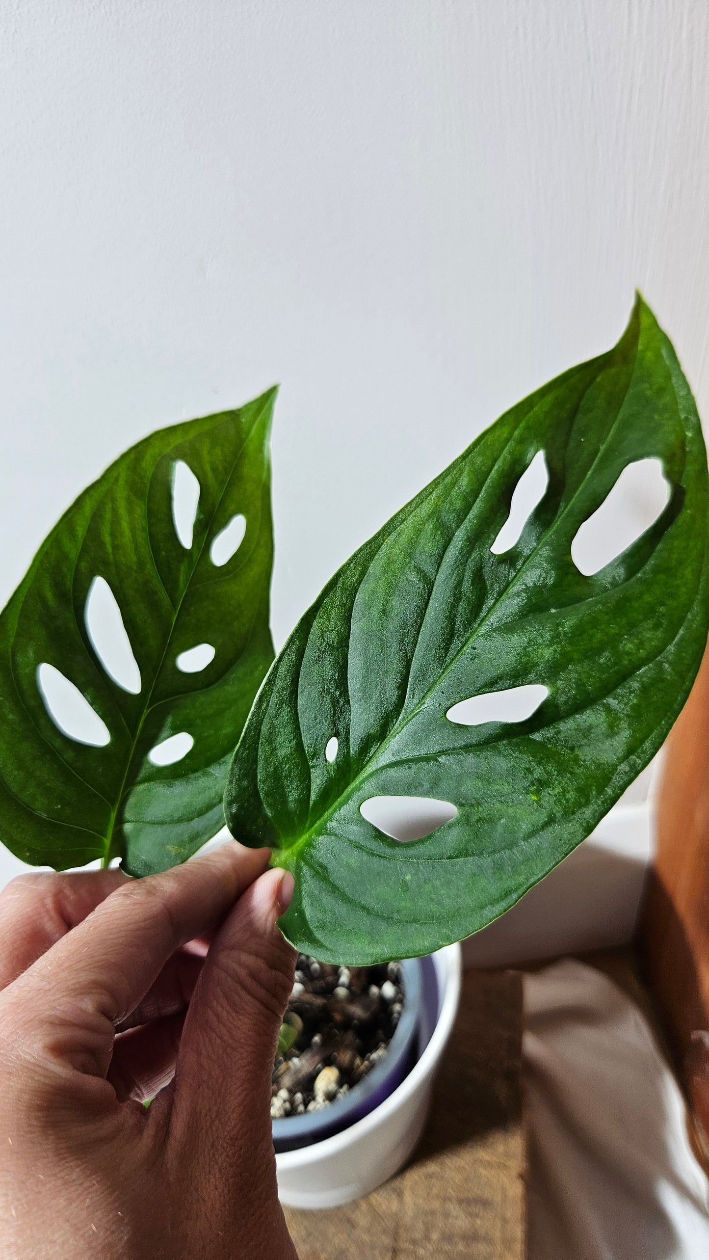 Monstera Obliqua Aff Tamarindo (MON-184l5)