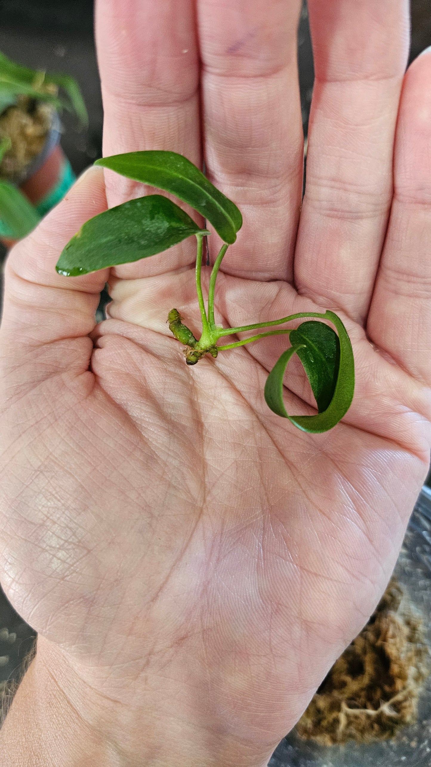 Anthurium Pallidiflorum Black "format SEEDLING"(ANT-570)
