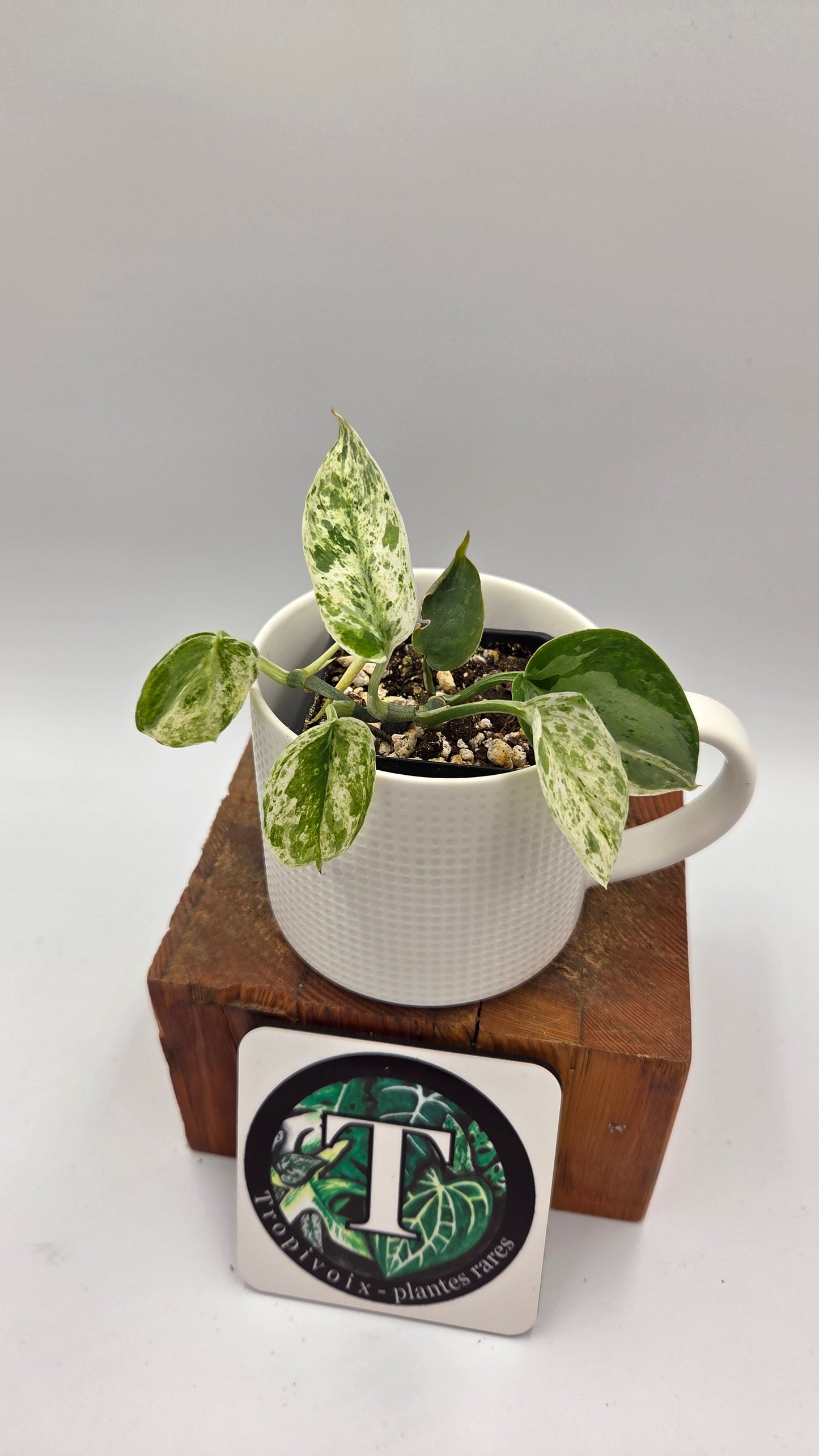 Scindapsus Silver Splash Dark Variegata (SCI-841)