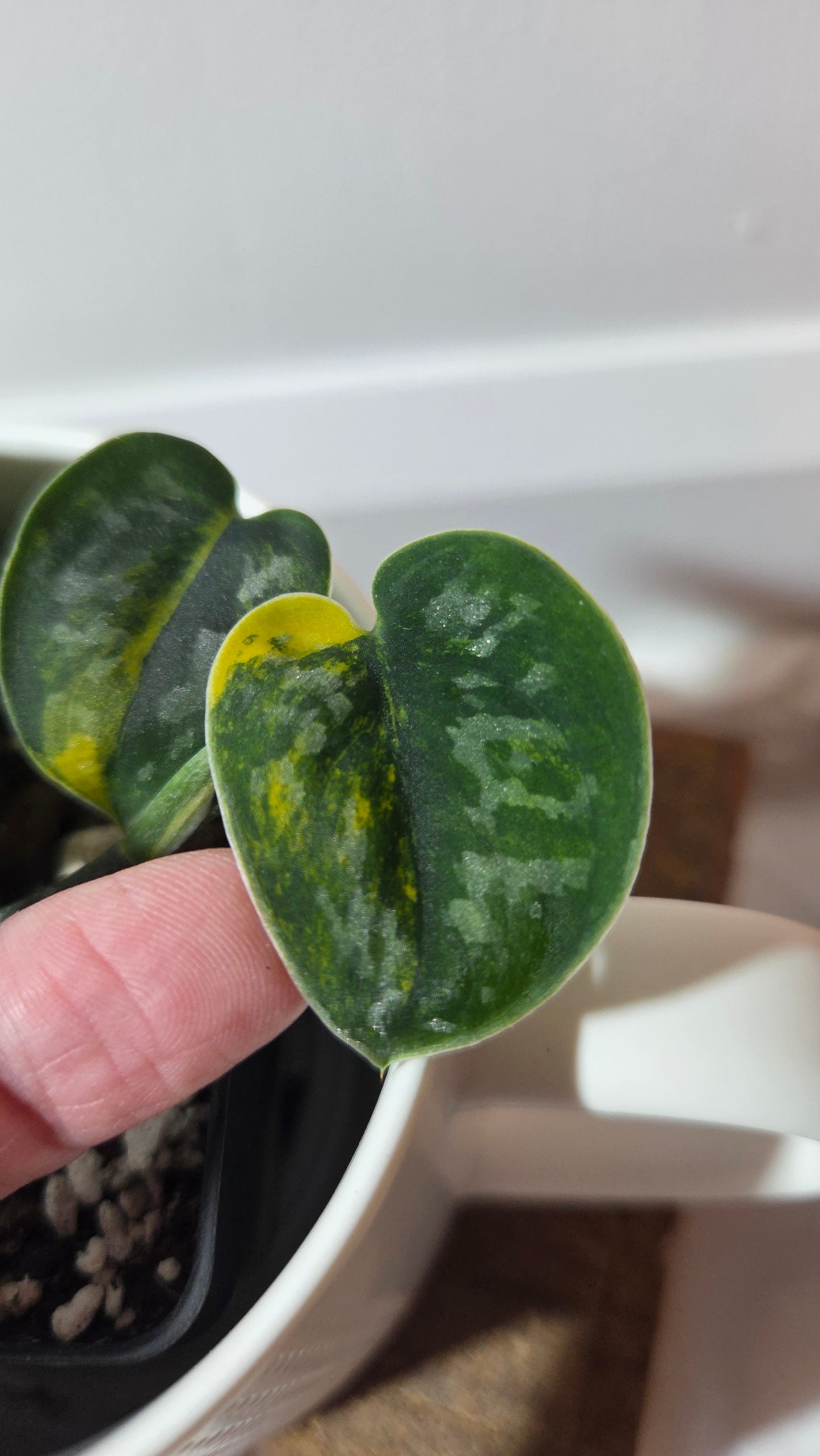 Scindapsus Green Diamond (SCI-1263)