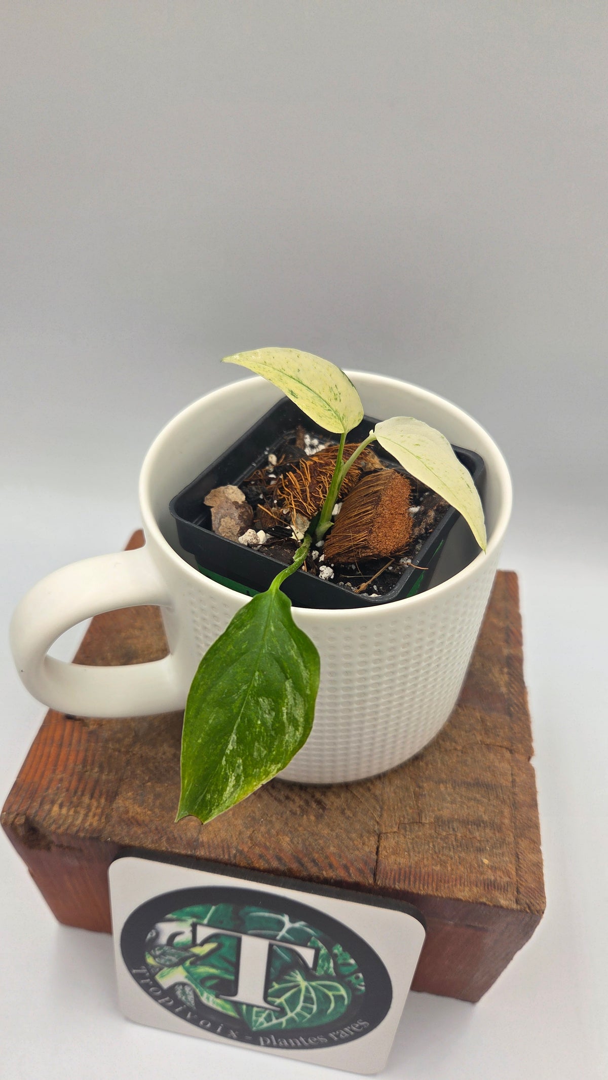 Monstera Laniata Mint (MON-576)