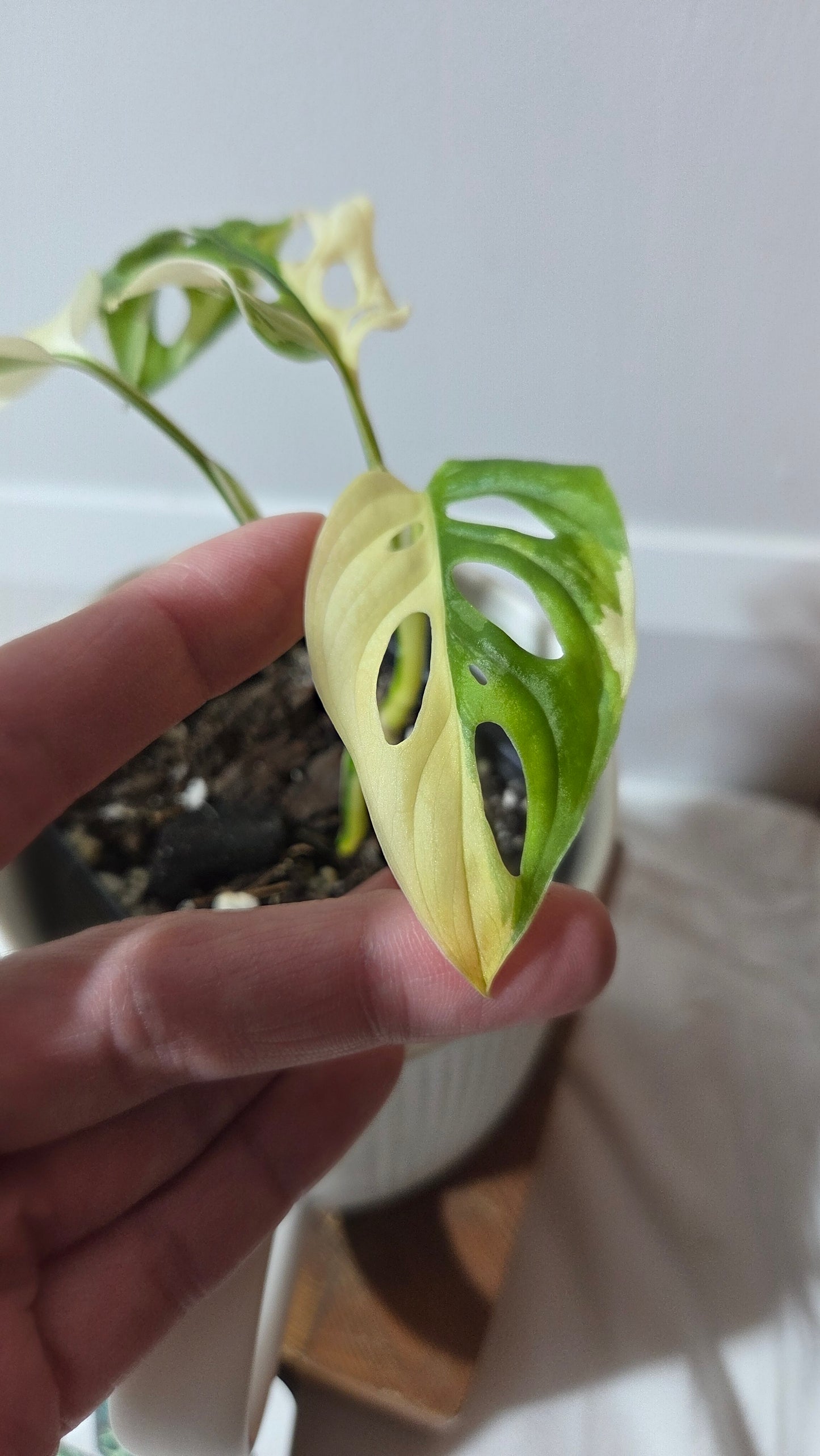 Monstera Andasonii Tricolore (MON-488)
