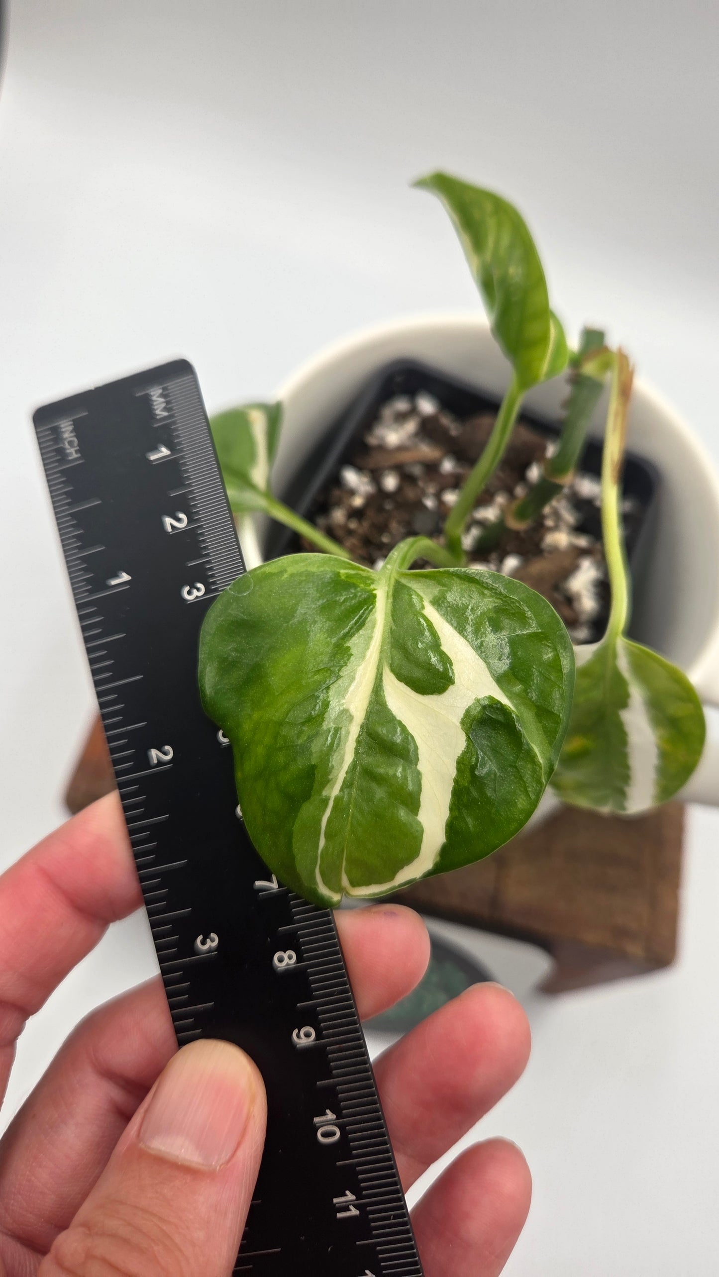 Epipremnum Aureum Glacier (EPI-245)