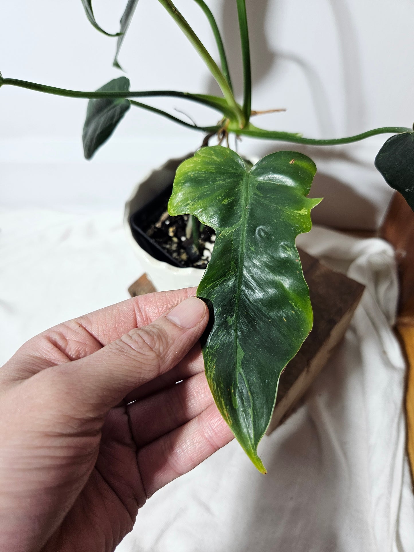 Philodendron Lime fiddle (PHI-465)