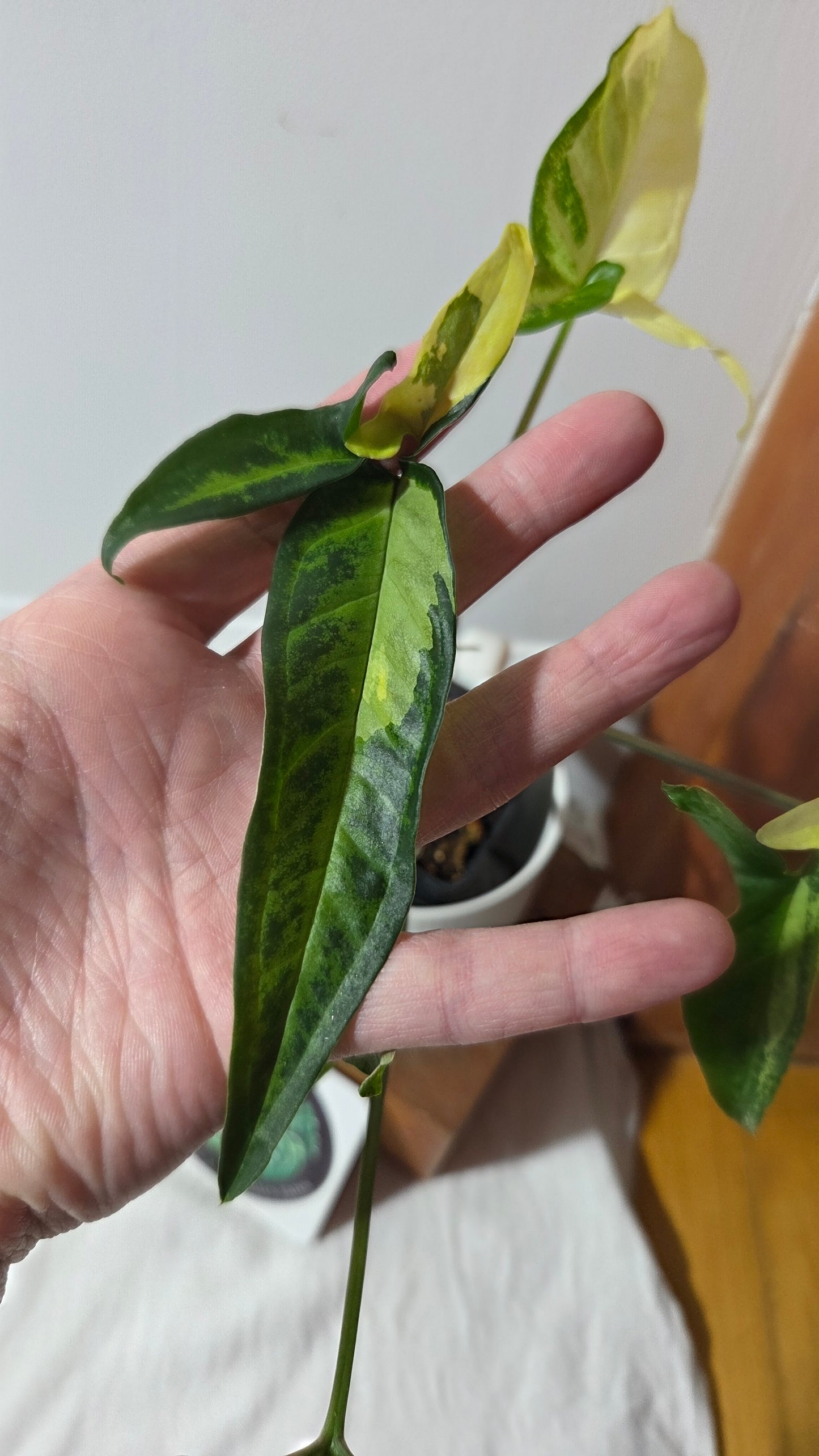 Syngonium Angustatum Albo (SYN-170)