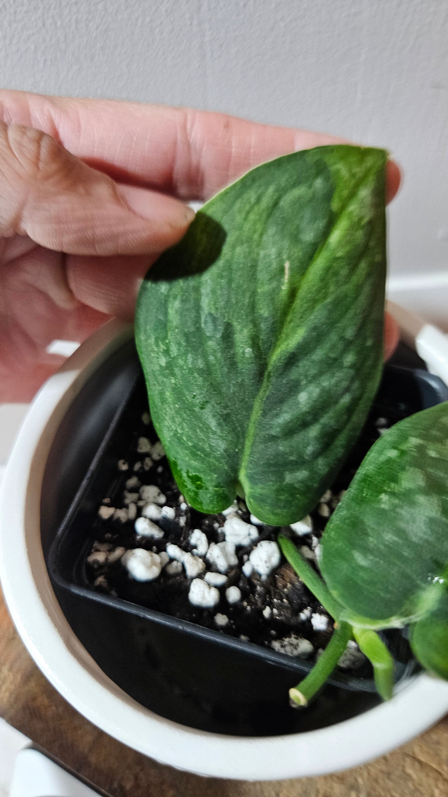 Scindapsus Green Dragon Variegata (SCI-1172)