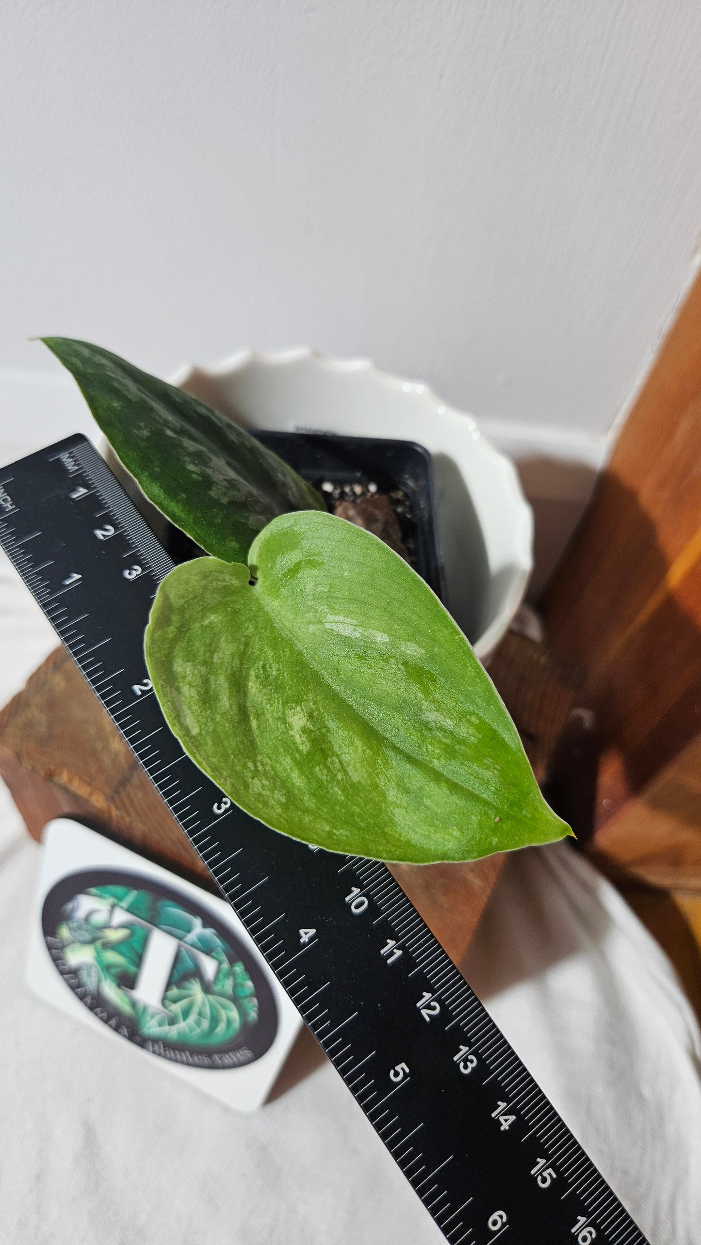 Scindapsus Silver Splash "Green on Green" (SCI-1031)