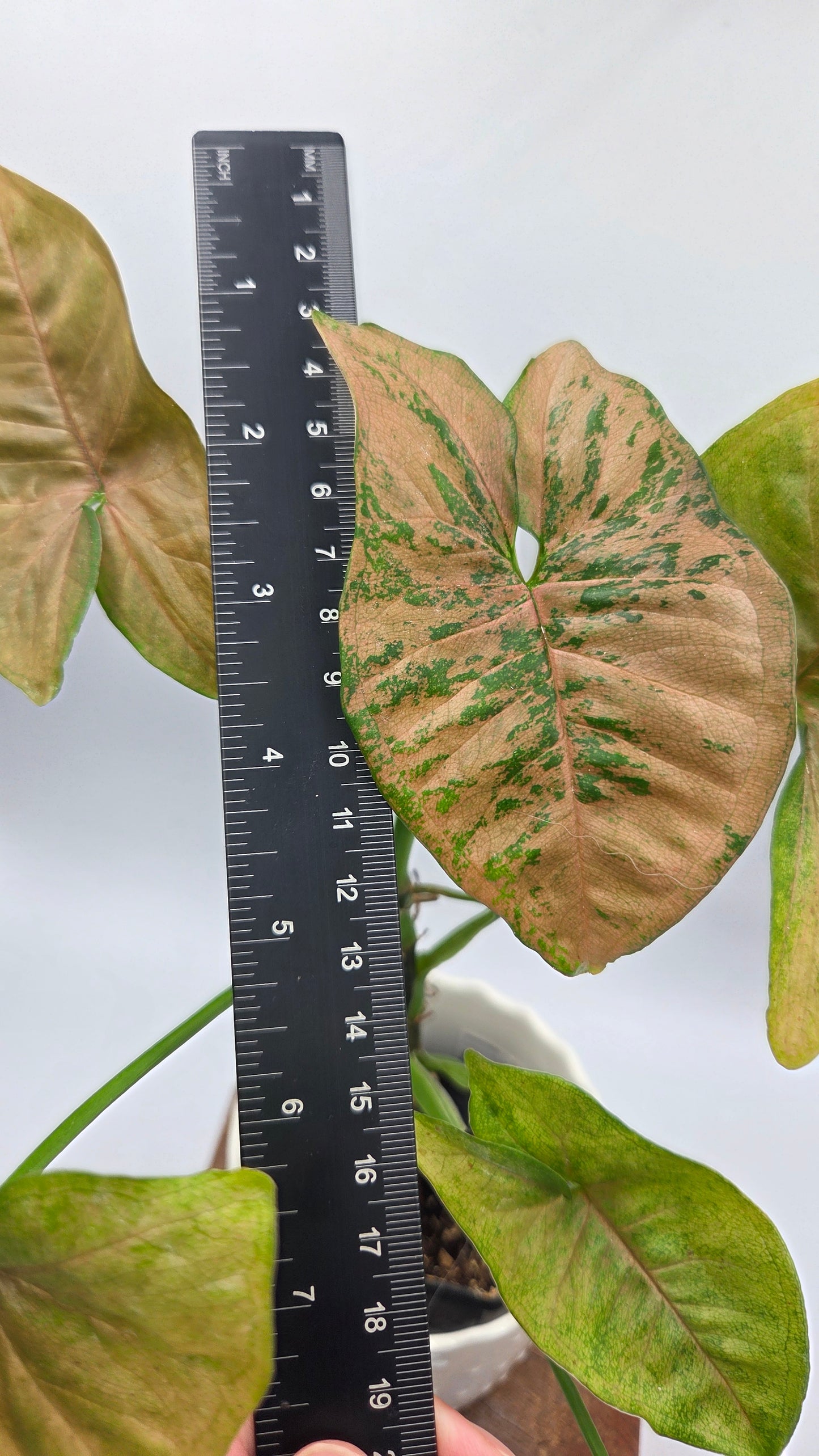 Syngonium Pink Flecked (SYN-508)