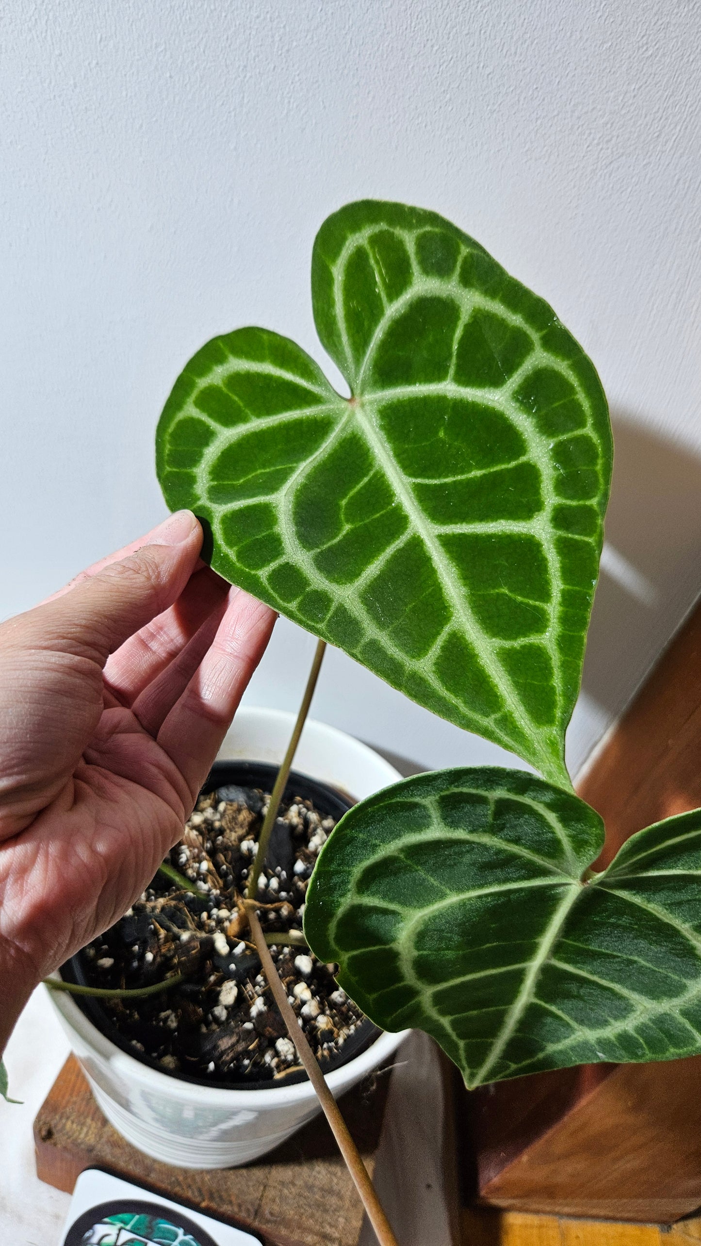 Anthurium  Clarinervium Tarentula "format LARGE" (ANT-567)