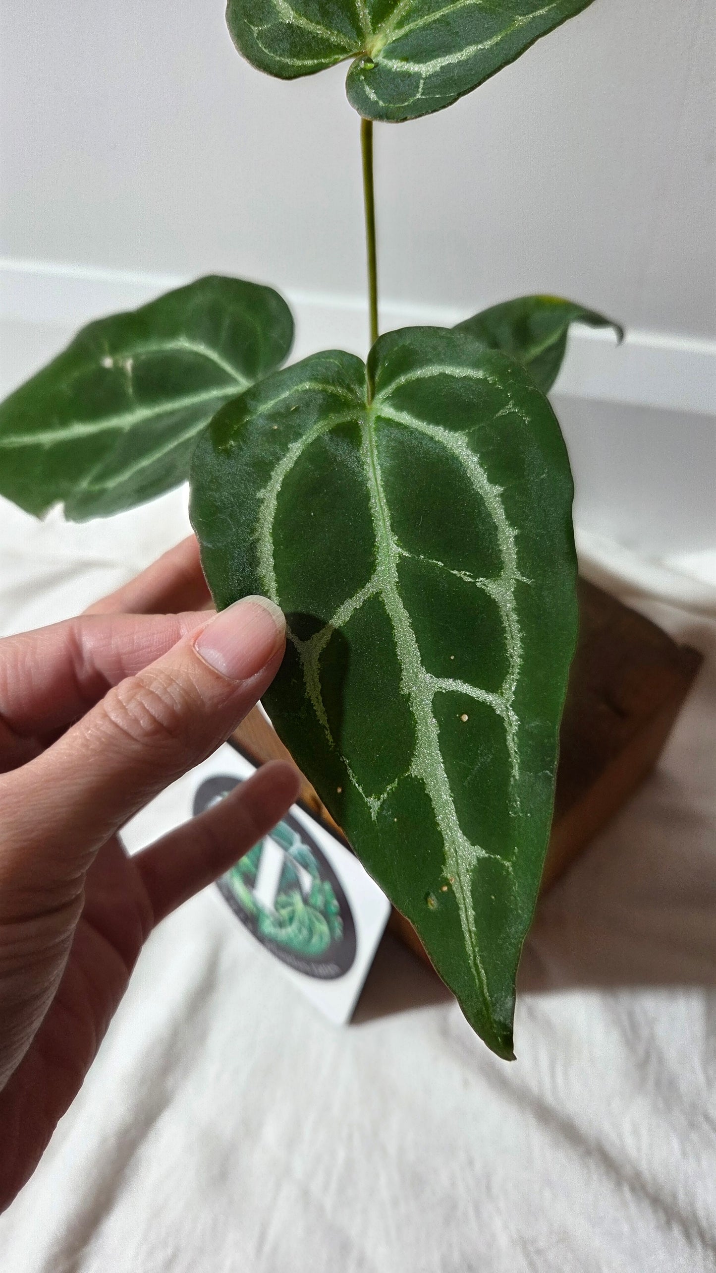 Anthurium Crystallinum Chocolate X Michelle "format MOYEN" (ANT-672)