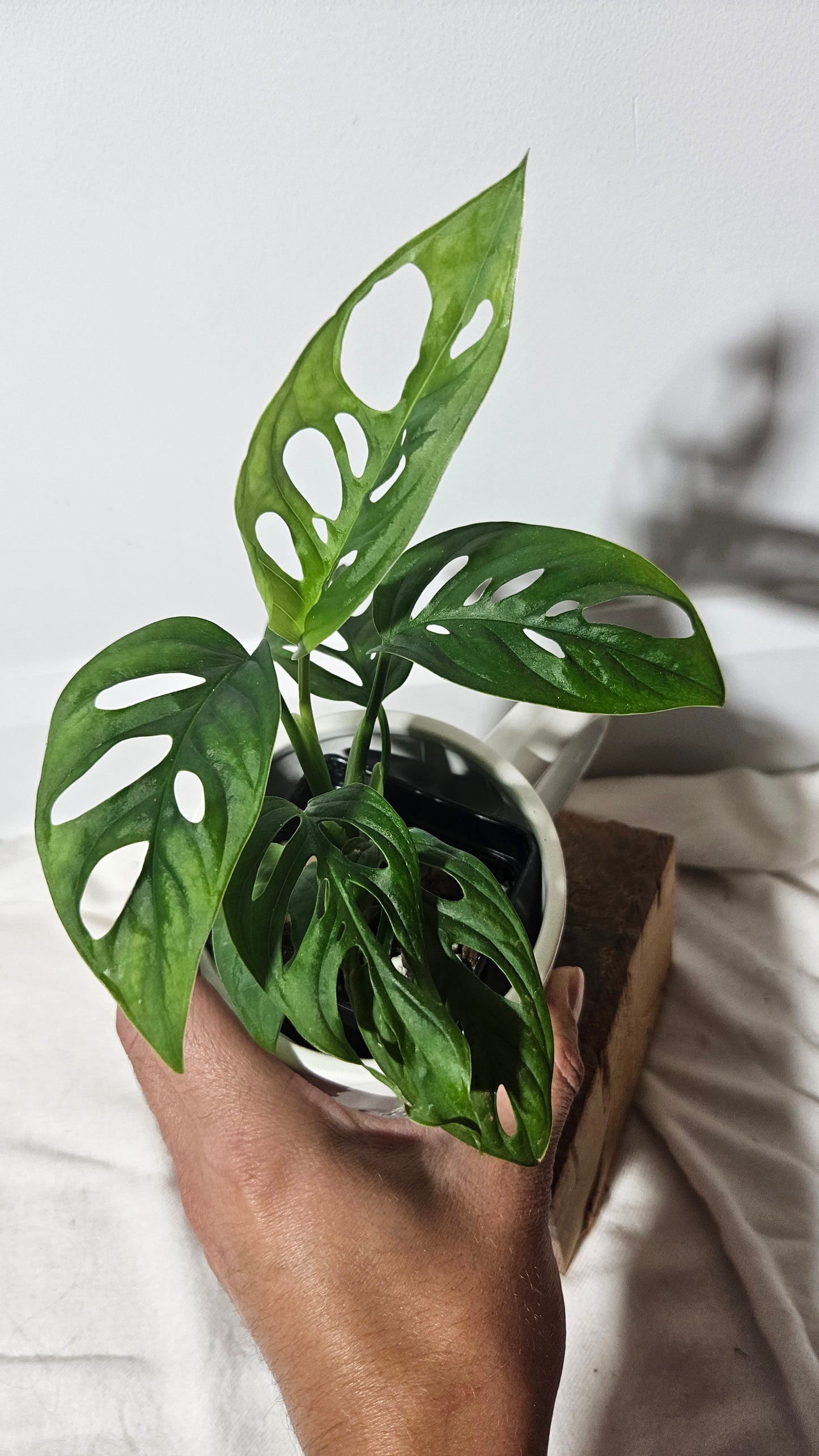 Monstera Andasonii Albo REVERT (MON-251)