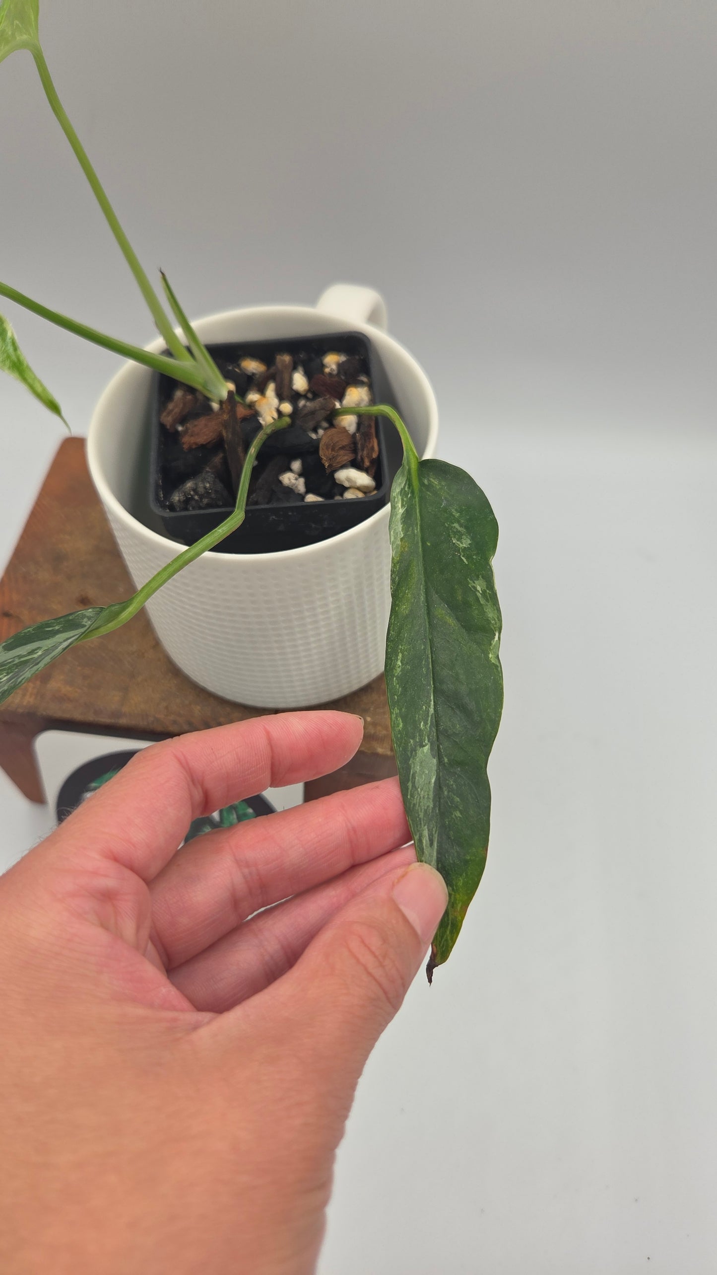 Epipremnum pinnatum Albo (EPI-249)