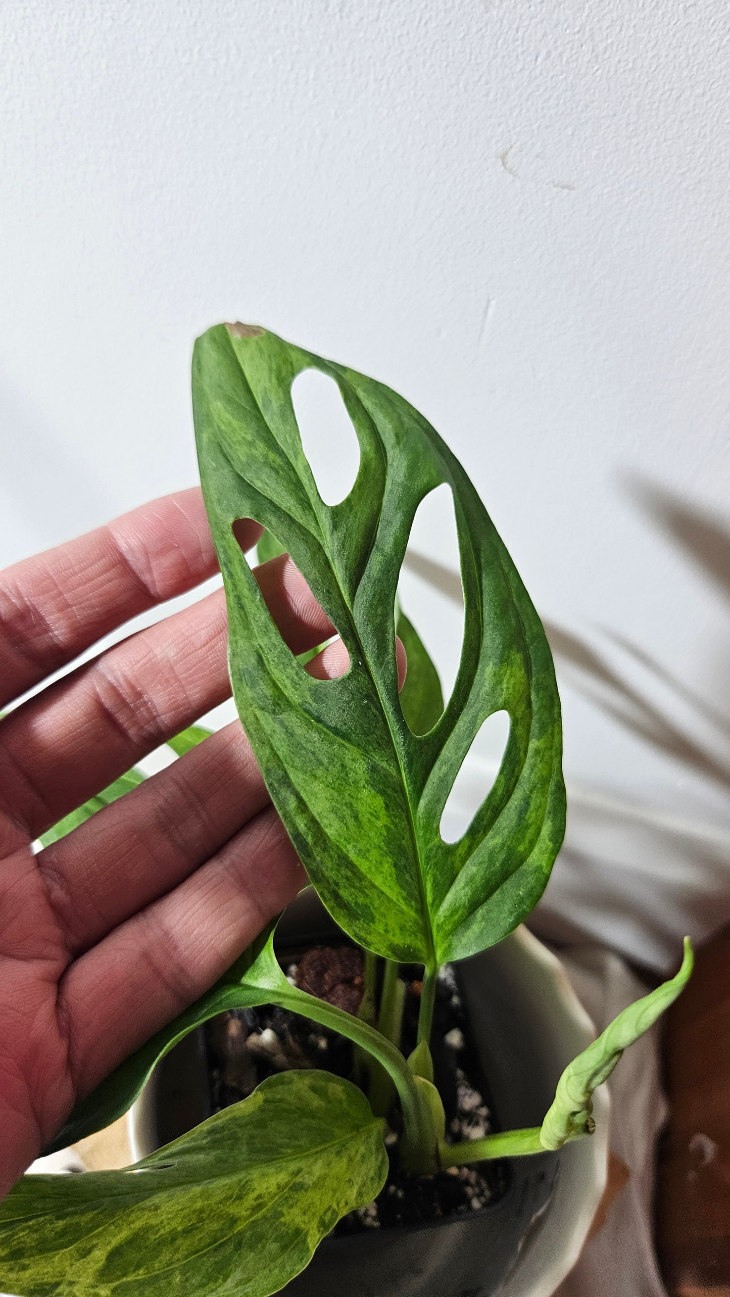 Monstera Andasonii Mint/Indo (MON-351)