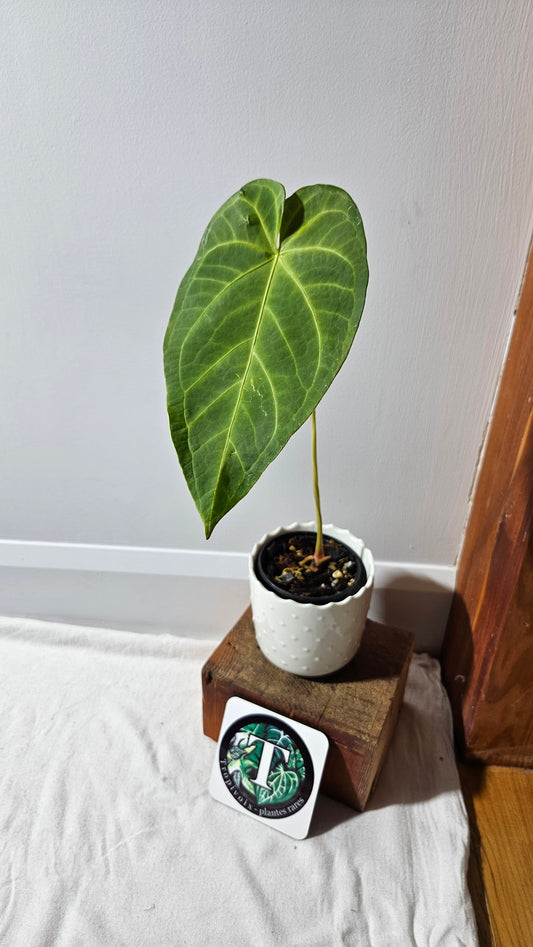 Anthurium Magnificum X Napo "format MOYEN/LARGE"(ANT-258)