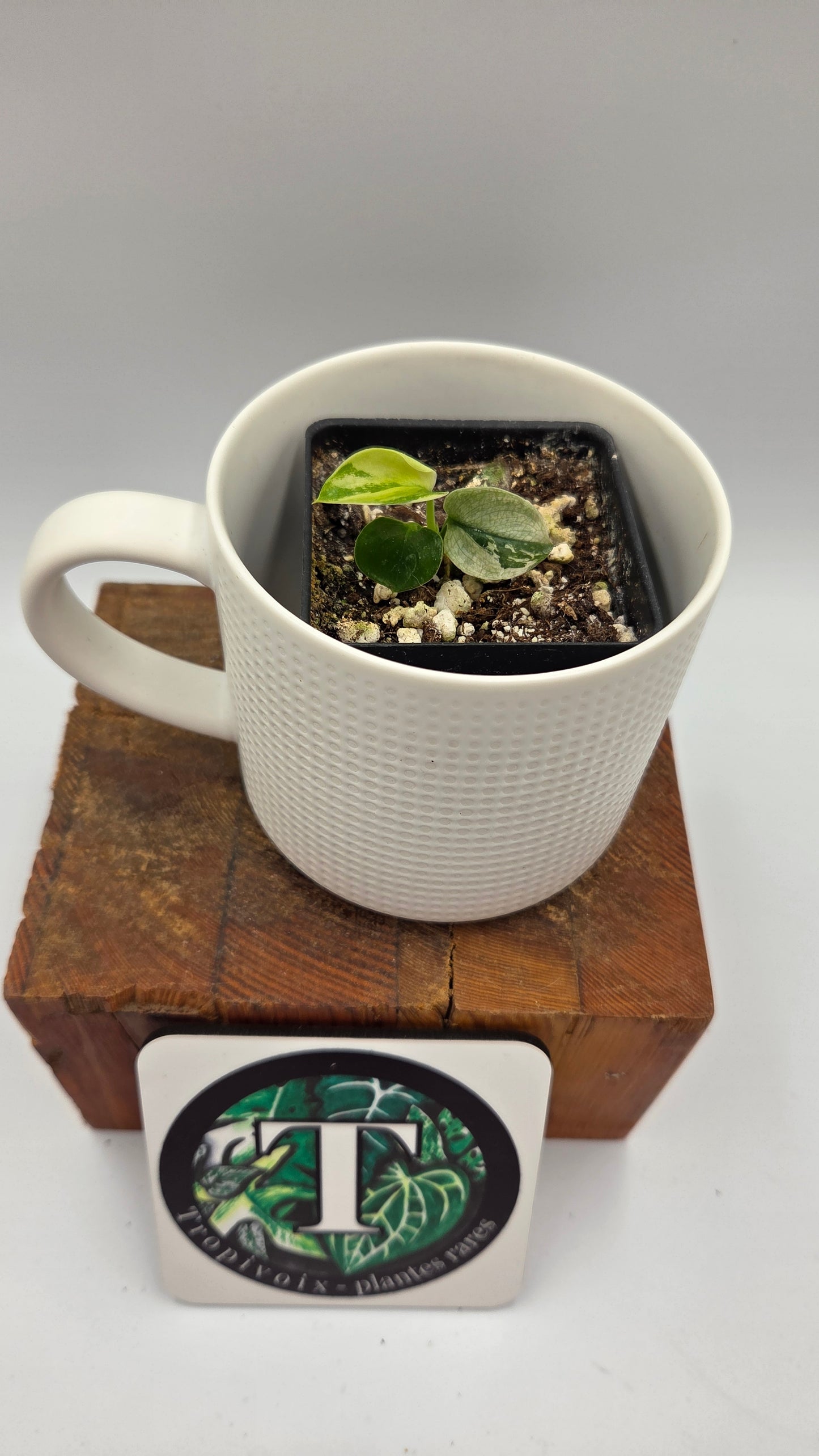 Scindapsus Moonlight Mint (SCI-873)