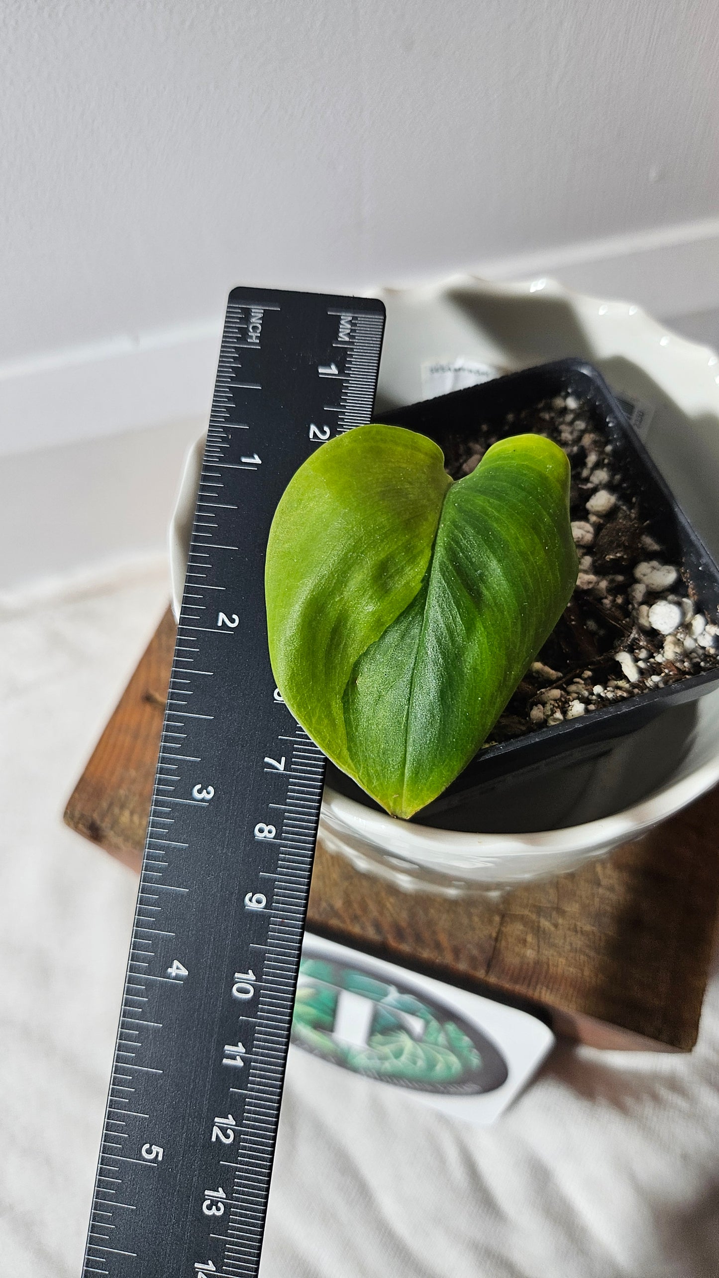 Scindapsus Treubii Bornéo "Green on green" (SCI-920)