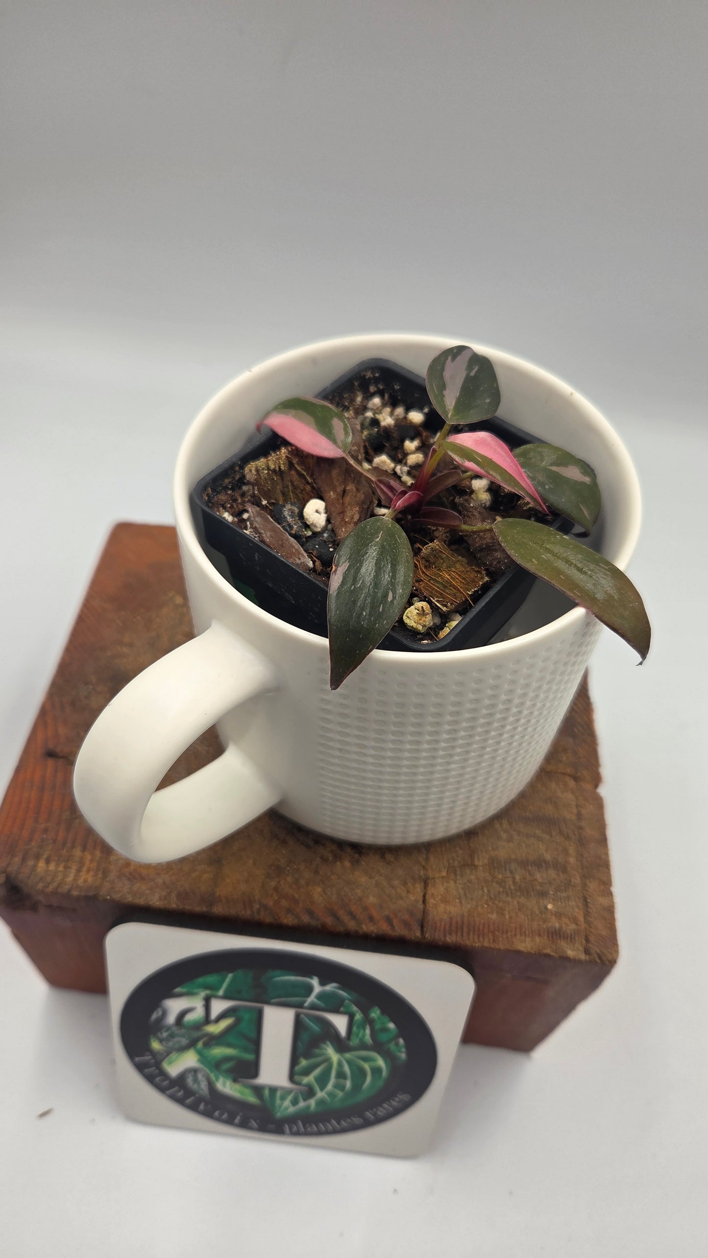 Philodendron Black Cherry (PHI-1056)