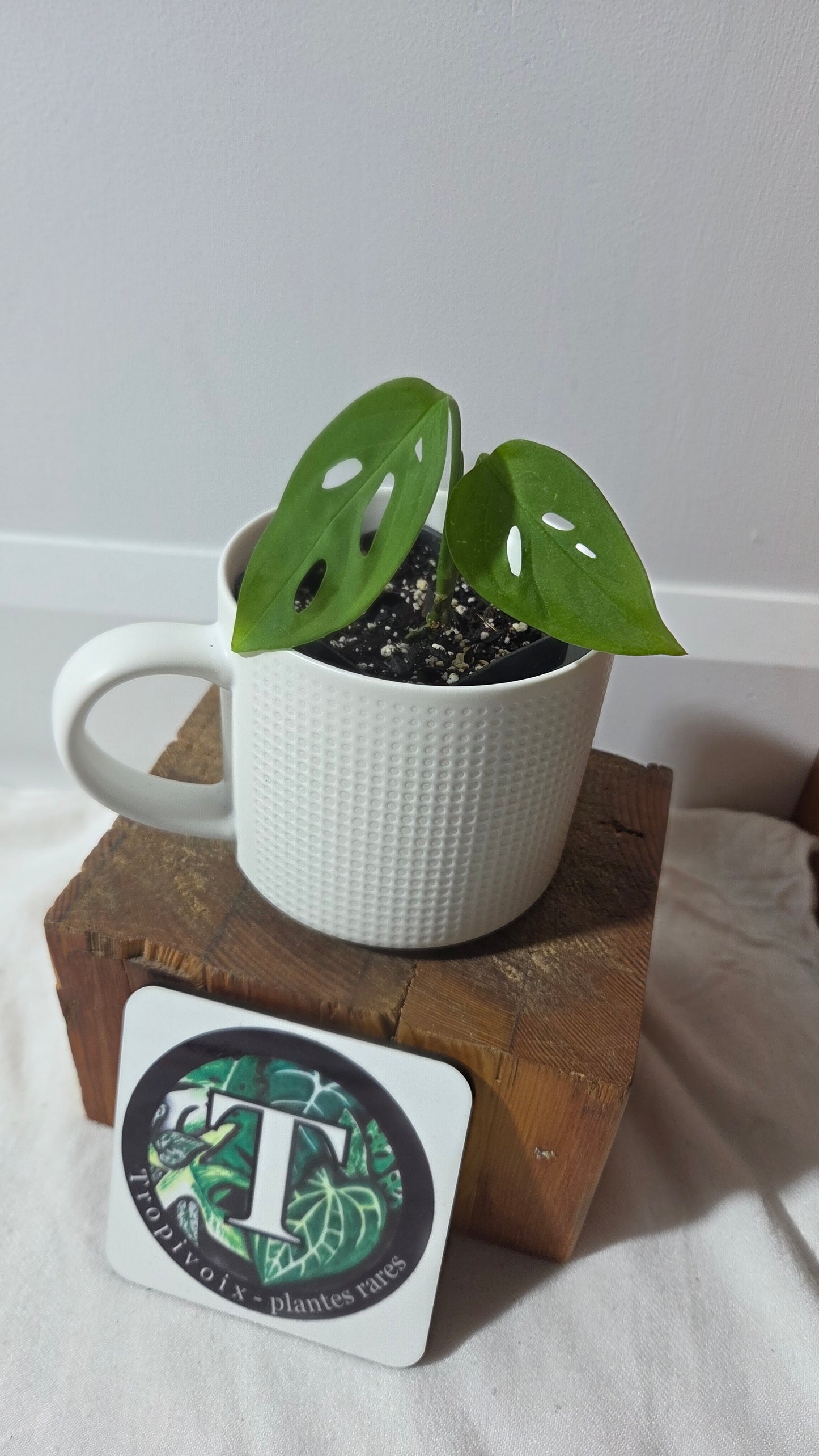 Monstera Obliqua Aff Indanza (MON-527)