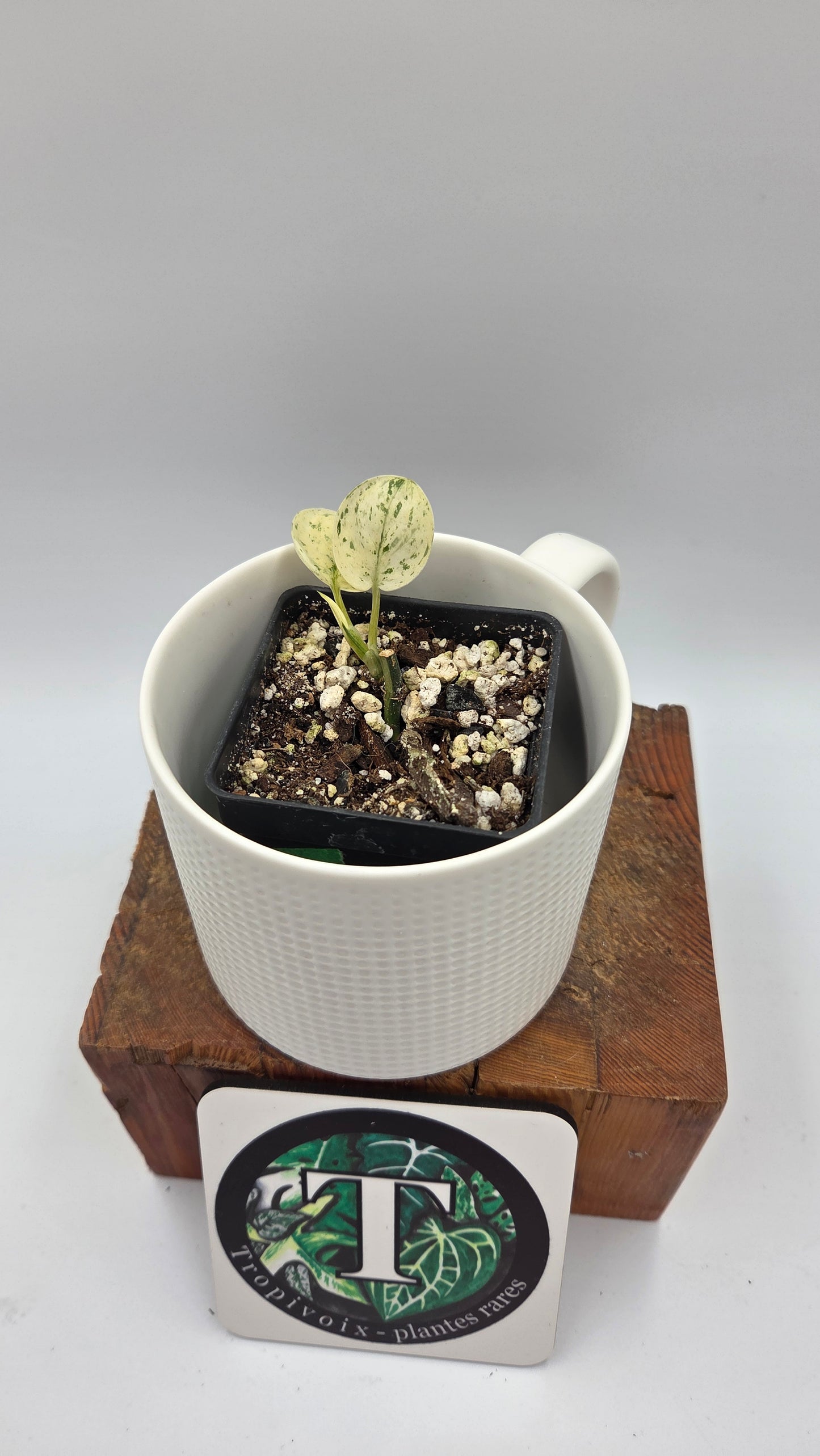 Scindapsus Blue Splash Variegata (SCI-1455)