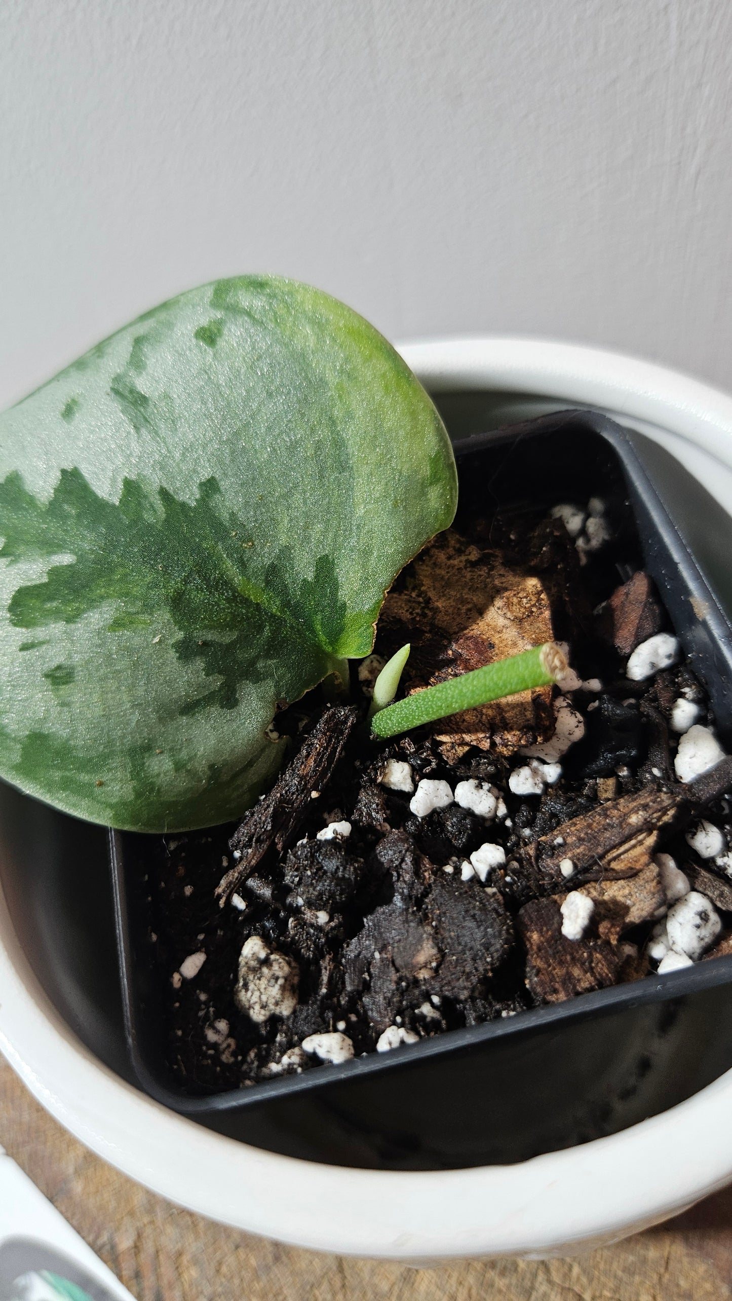 Scindapsus Yupa (SCI-1180)