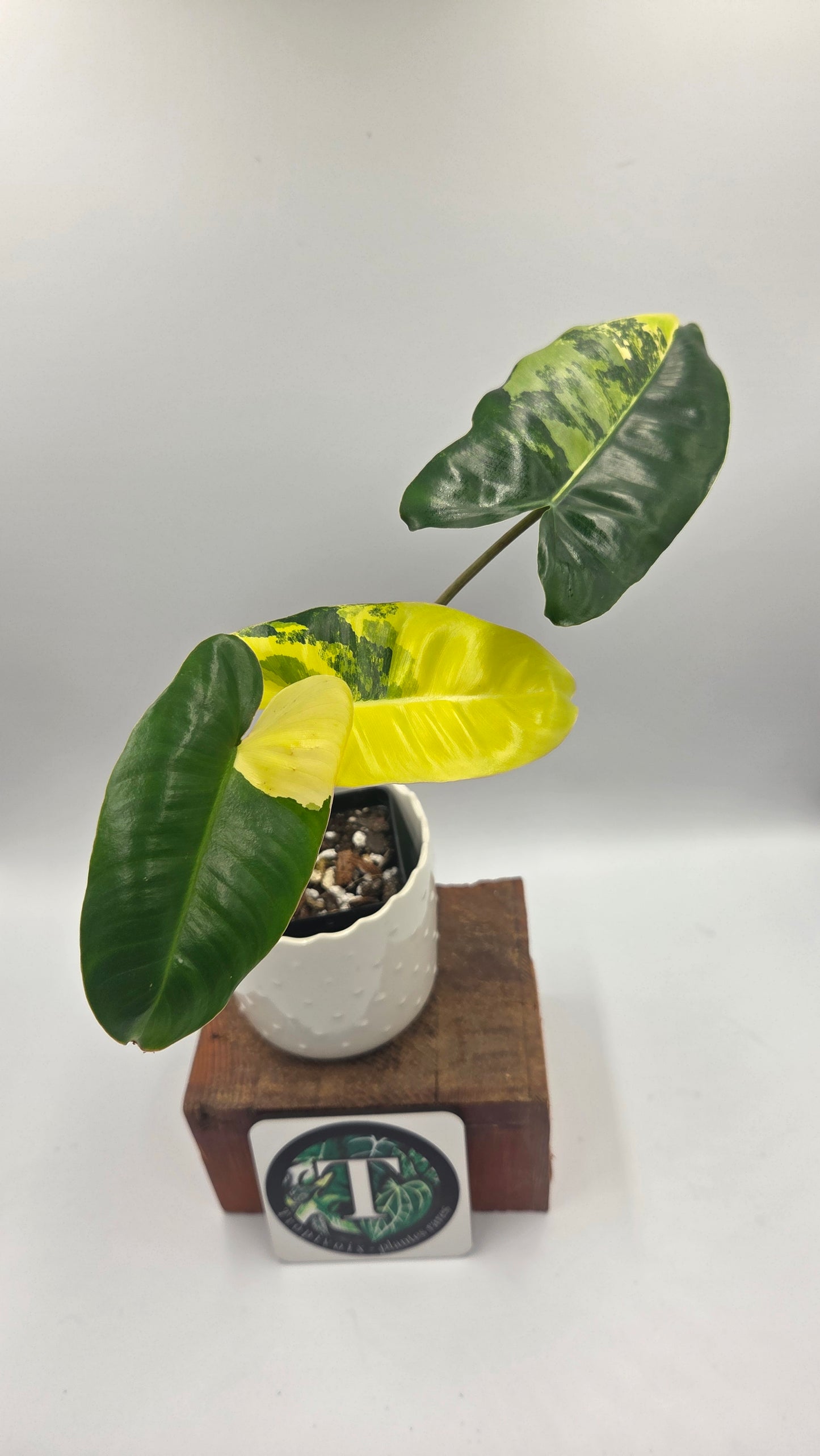 Philodendron Burlemarx Variegata (PHI-1063)