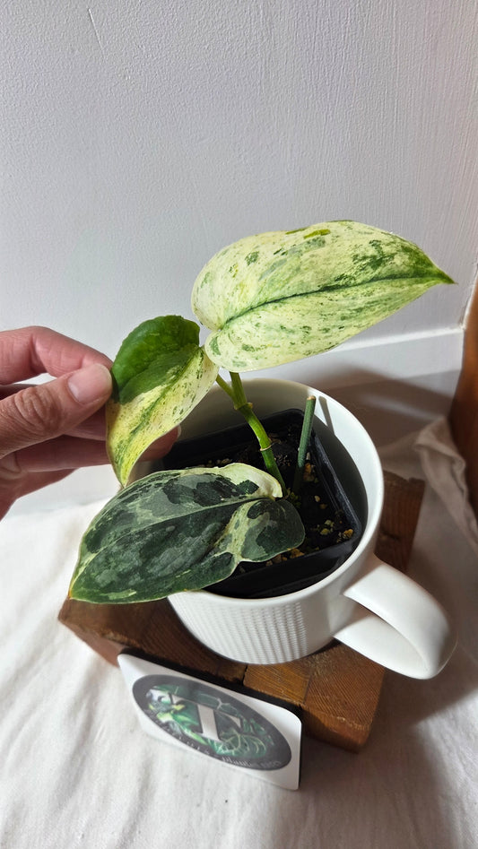 Scindapsus Black Dragon white (SCI-1075)