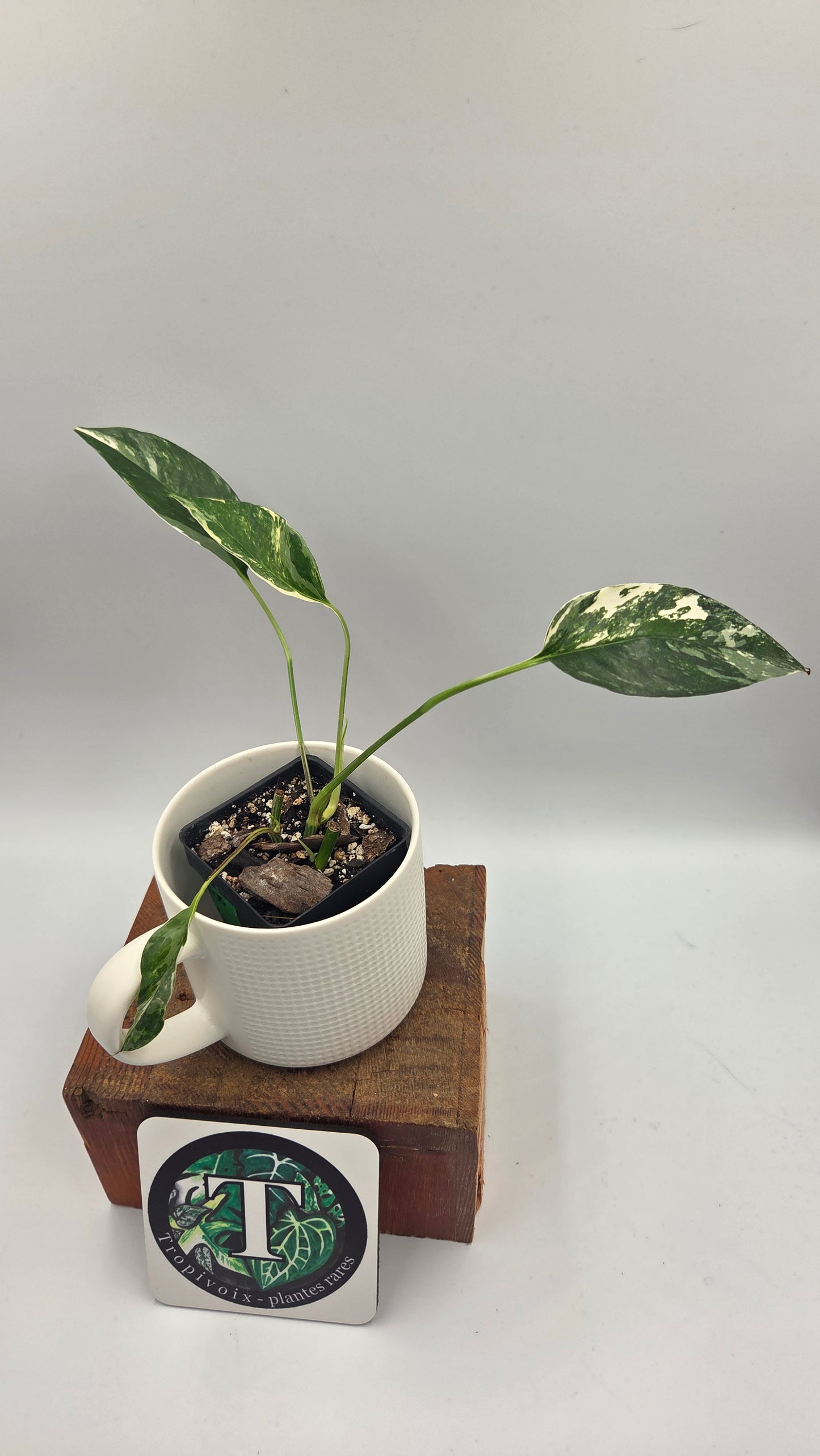 Epipremnum pinnatum Albo (EPI-250)