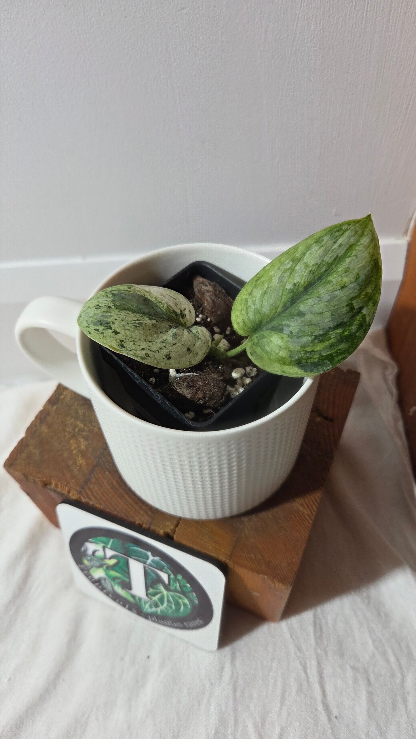 Scindapsus Silver Cloud variegata (SCI-1416)