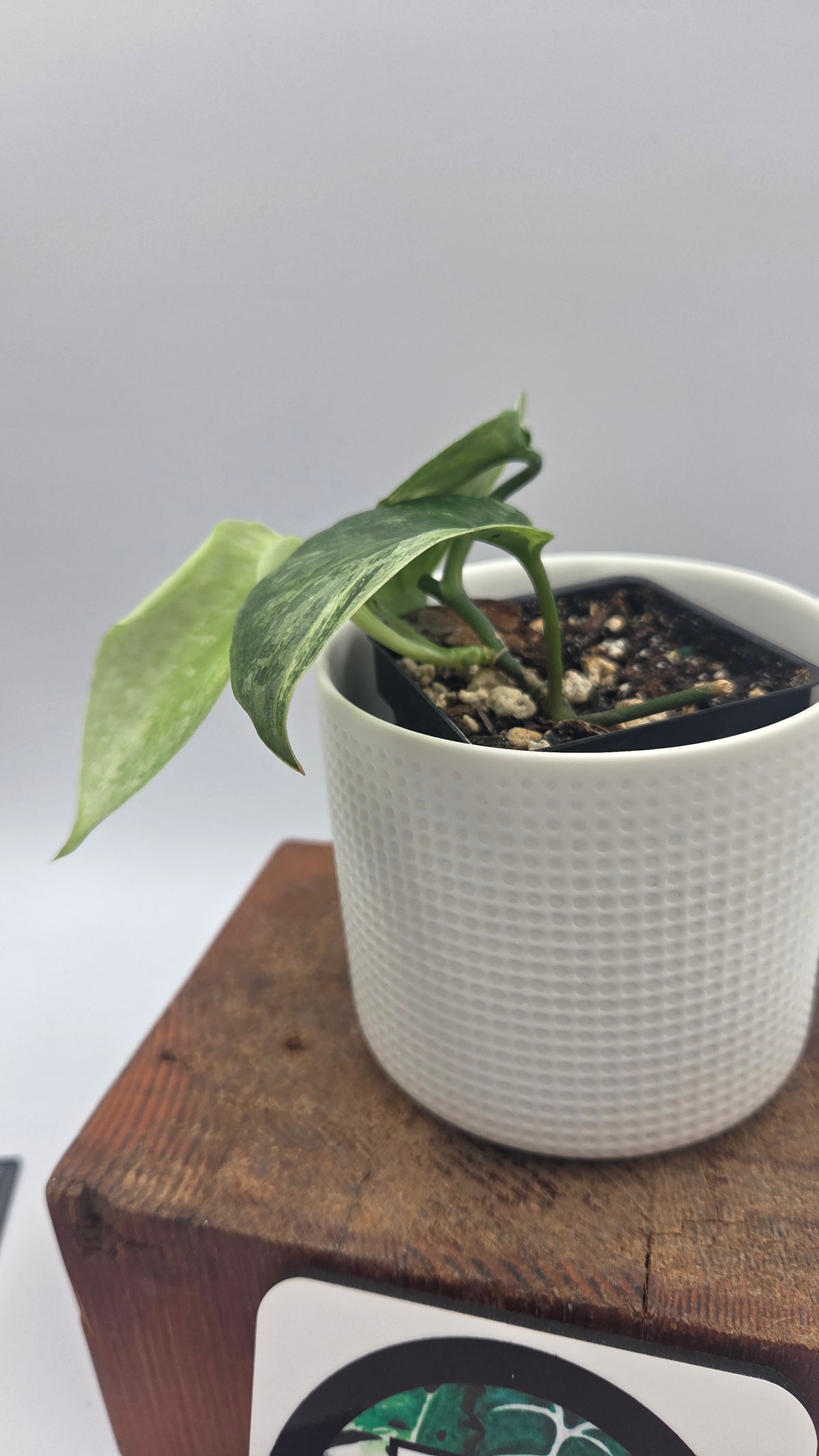 Scindapsus Silver Splash Dark Variegata (SCI-1526)