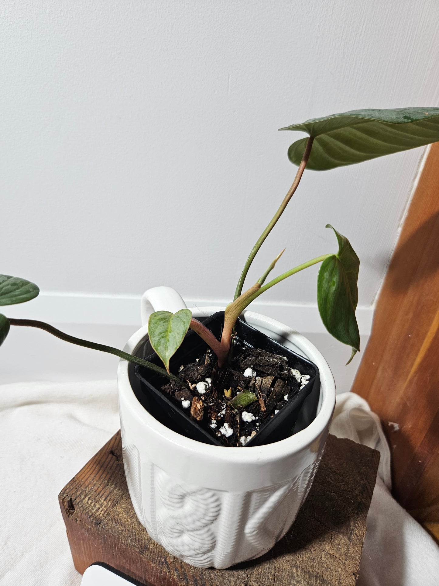 Philodendron Sodiroi (PHI-442)