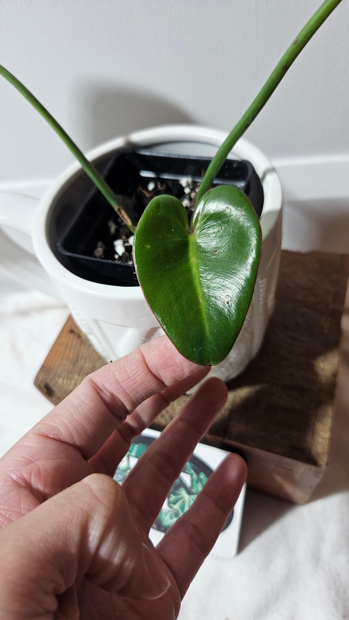 Philodendron Ilsemanii Green (PHI-516)