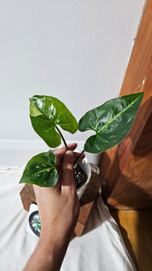 Syngonium Panda/Indo (SYN-449)