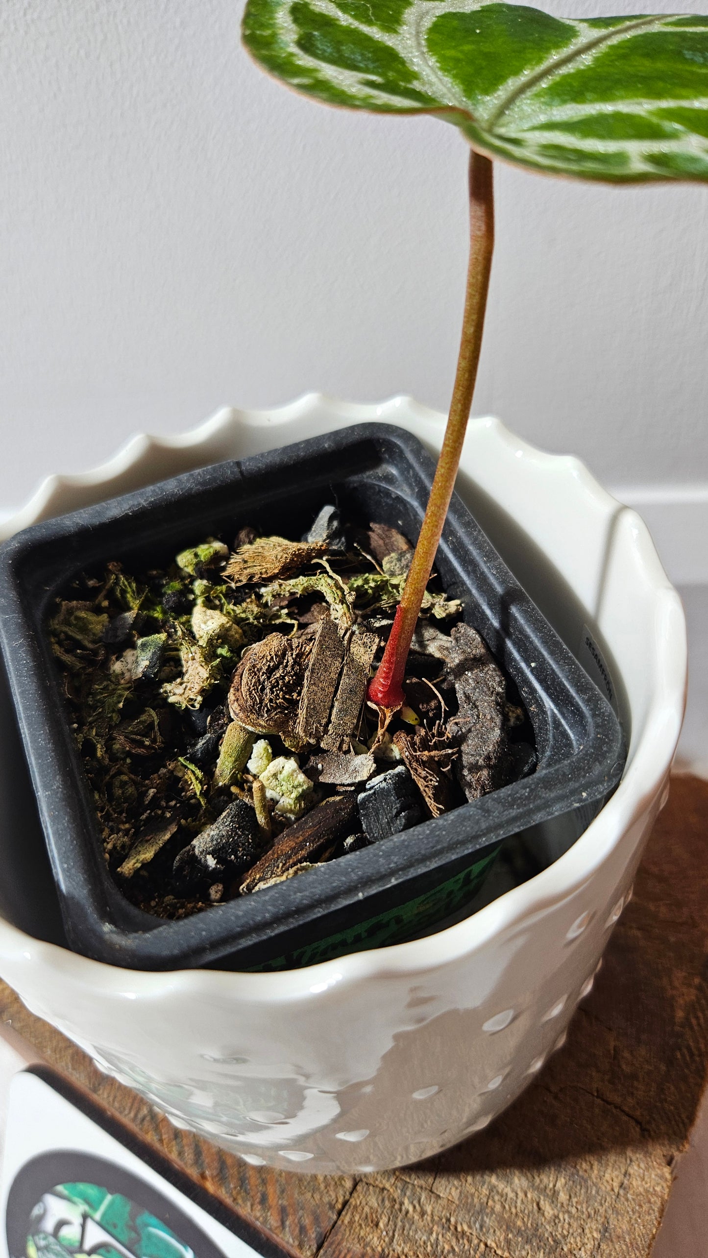 Anthurium Crystallinum Silver Special "format PETIT"(ANT-524)