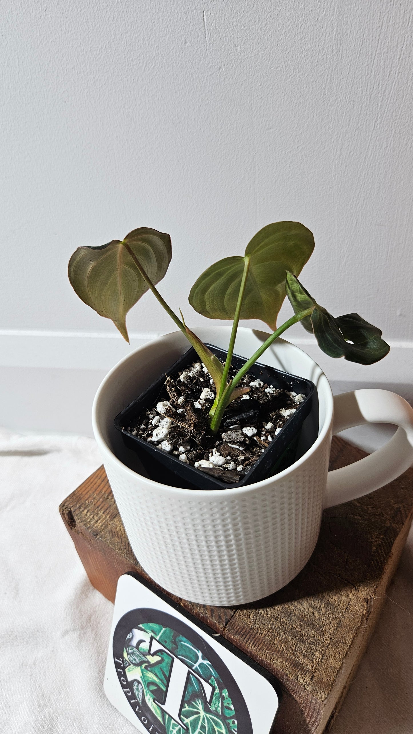 Philodendron Glorious (PHI-948)