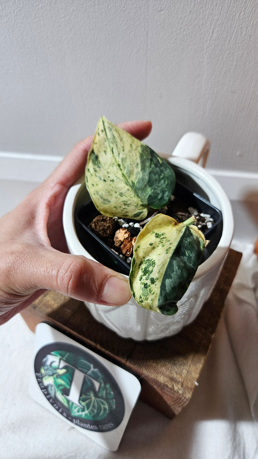Scindapsus Silver Cloud mutation (SCI-1088)