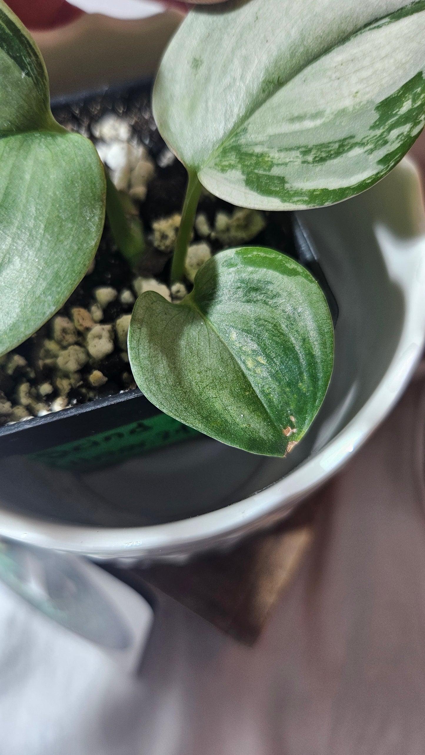 Scindapsus Treubii Moonlight Tricolore (SCI-962)