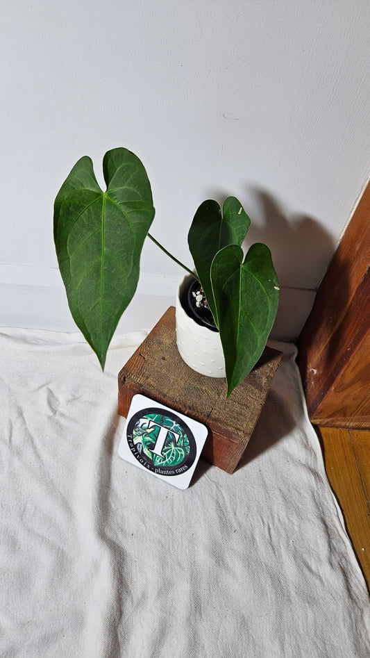 Anthurium Magnificum X Napo "format MOYEN"(ANT-259)